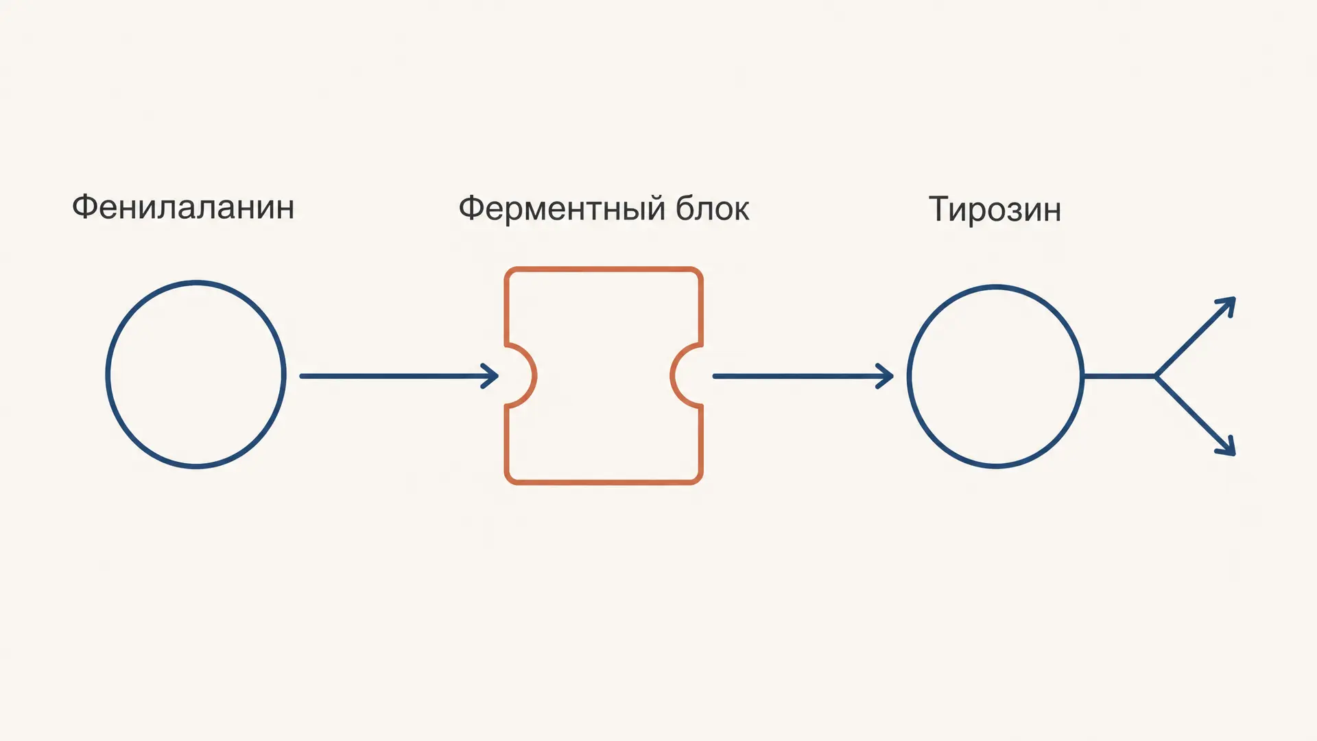 Обмен фенилаланина и тирозина: пути и нарушения