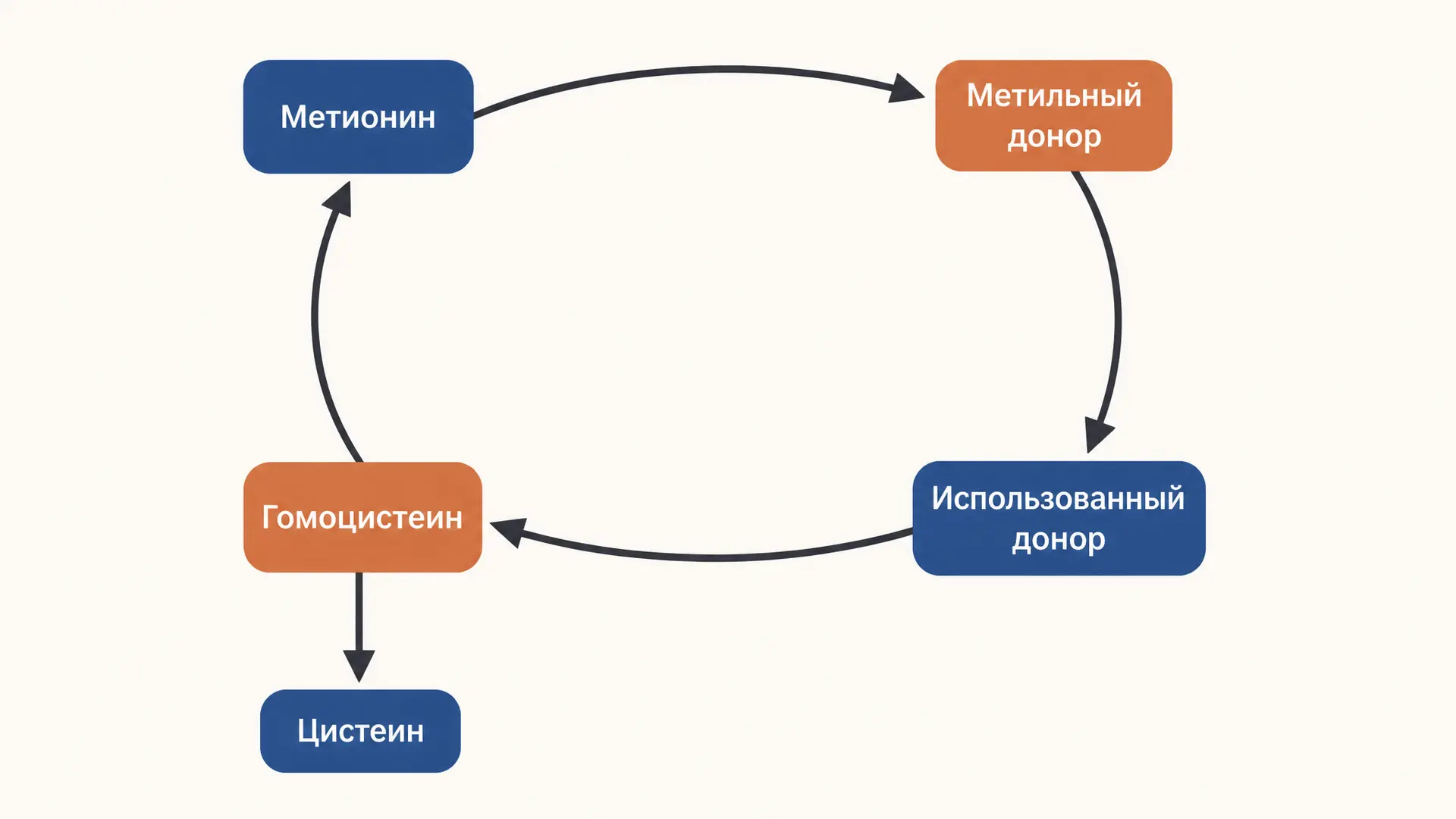 Обмен метионина: цикл SAM и гомоцистеин