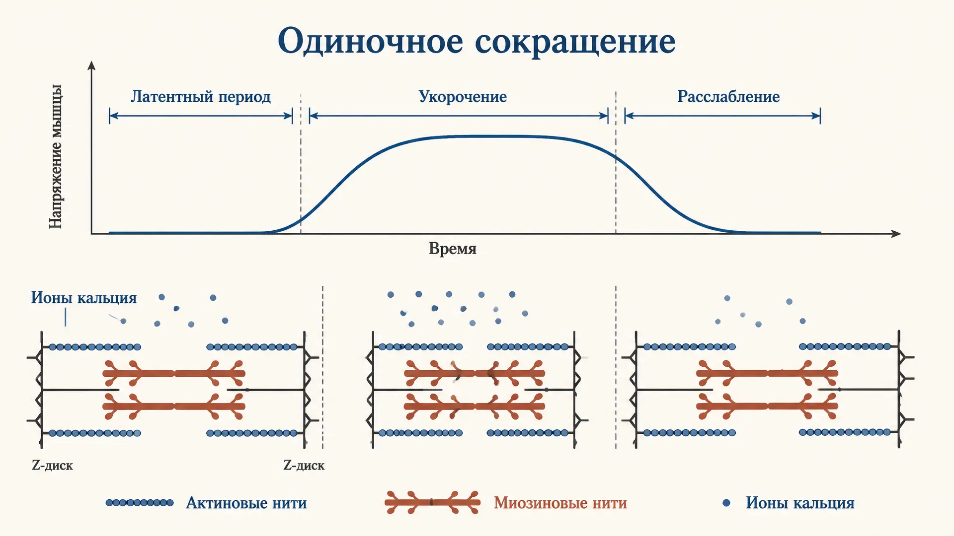 Одиночное сокращение и тетанус: механизм мышечной силы
