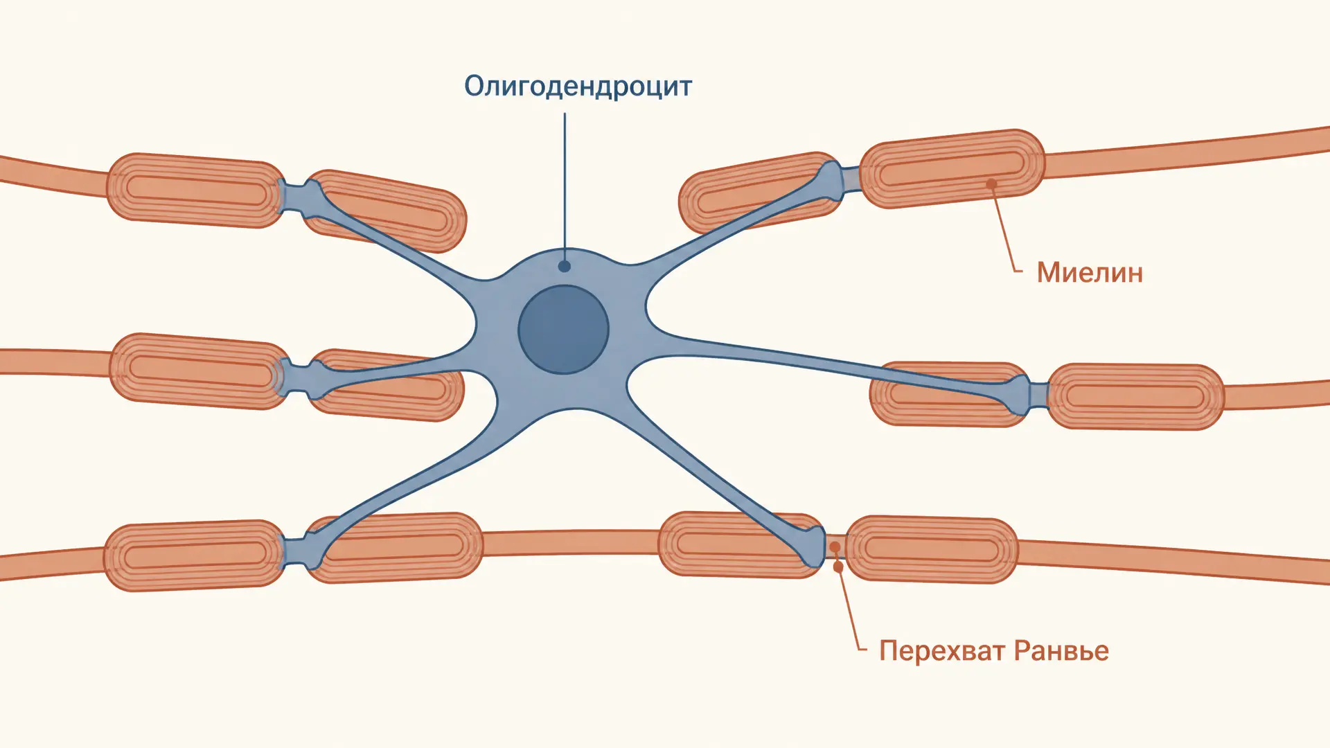 Олигодендроциты: миелин и проведение в ЦНС