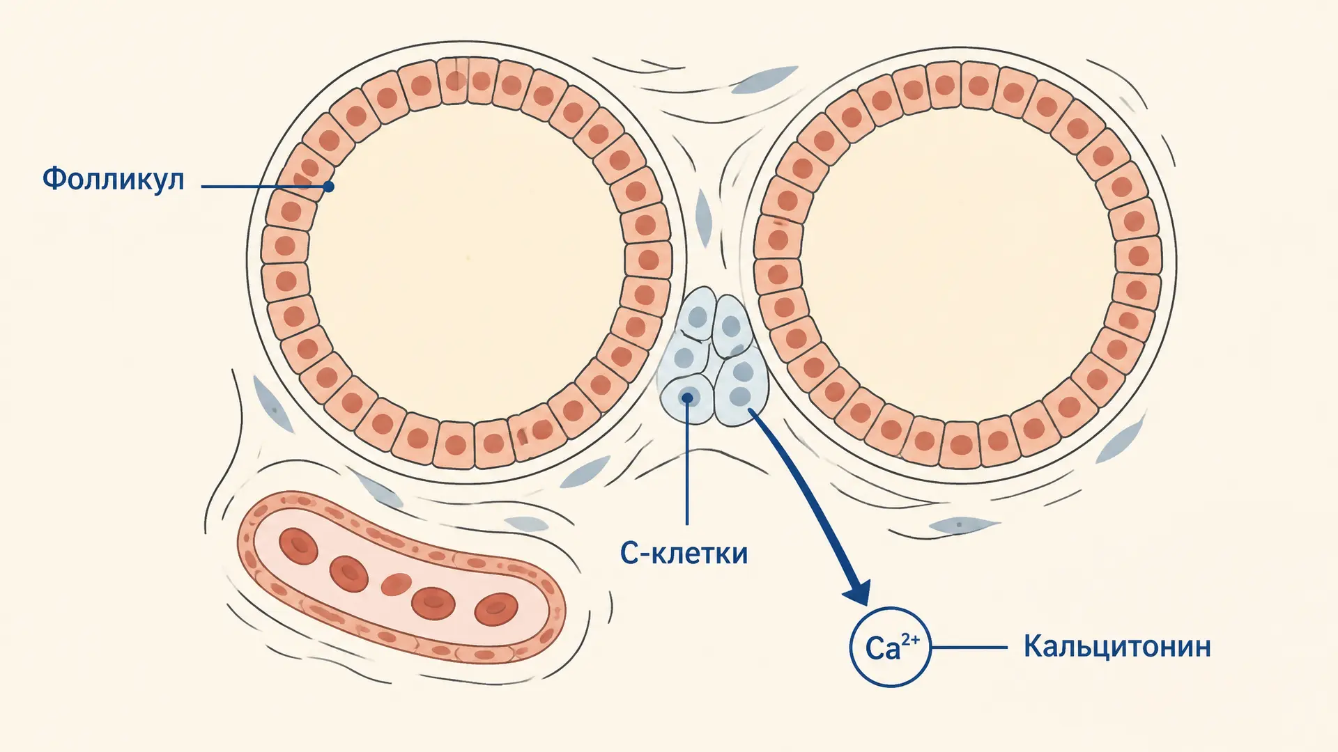Парафолликулярные клетки: строение и кальцитонин