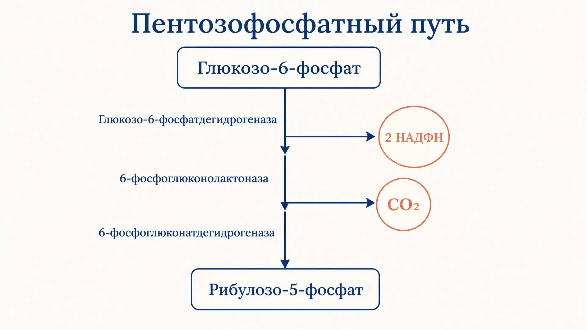 Пентозофосфатный путь: окислительная фаза и синтез НАДФН