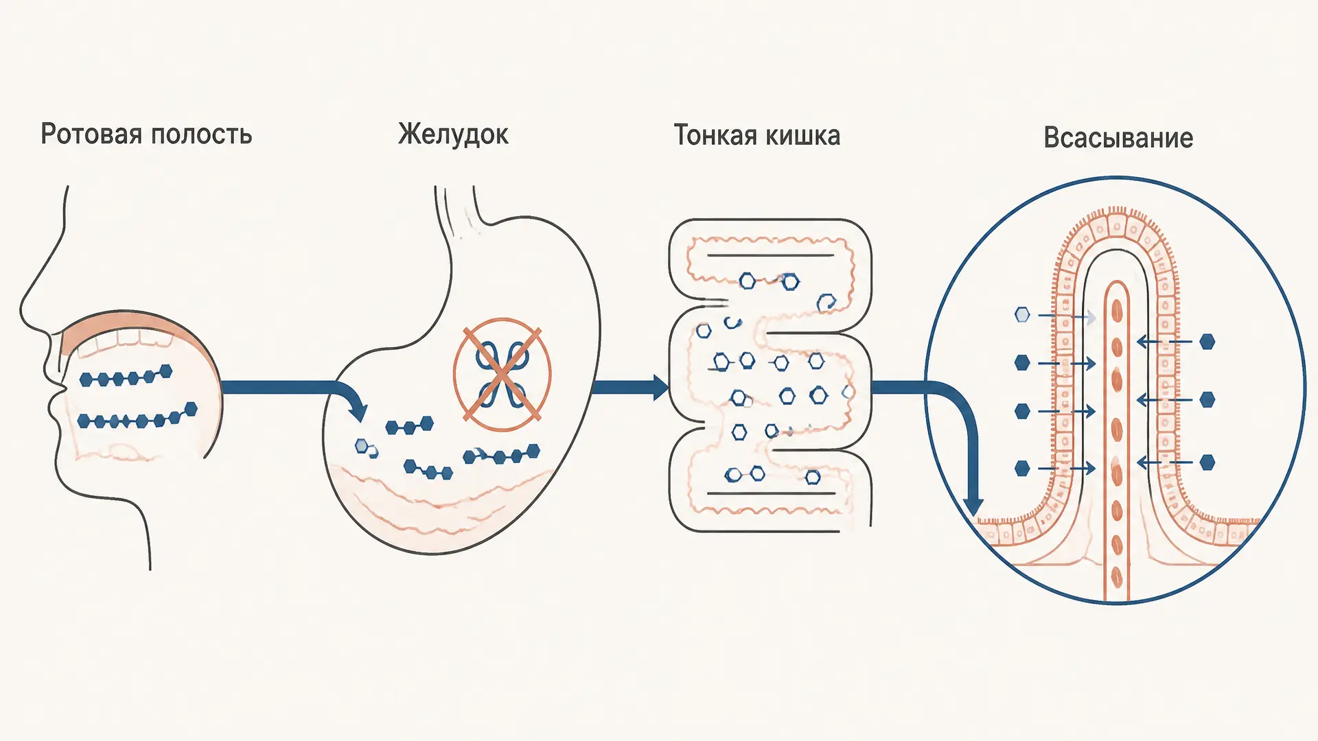 Переваривание углеводов: ферменты и всасывание