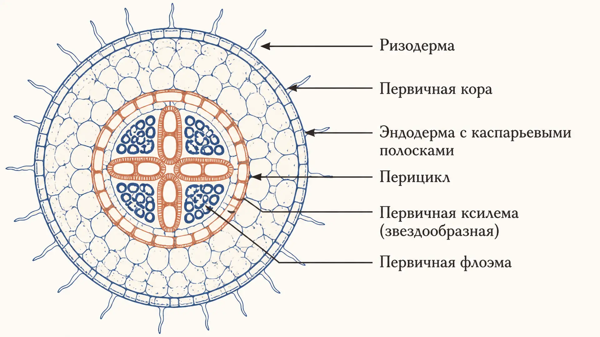Перицикл: роль в первичном строении корня