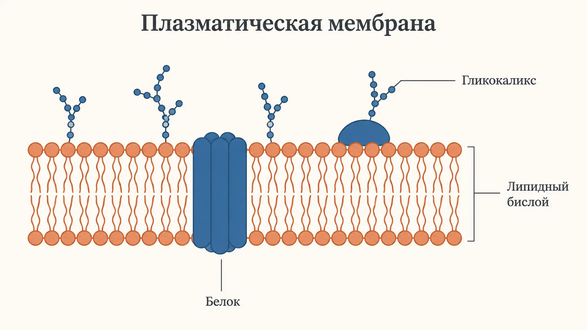 Плазматическая мембрана: строение и функции