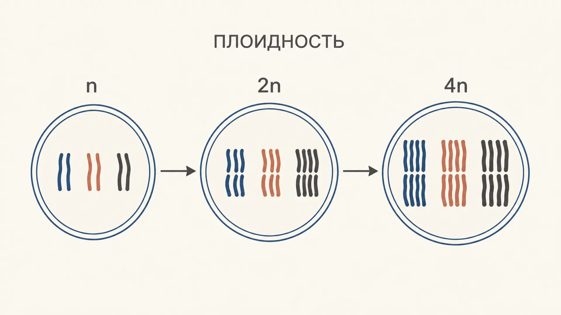 Плоидность клетки: n, 2n и формула nc