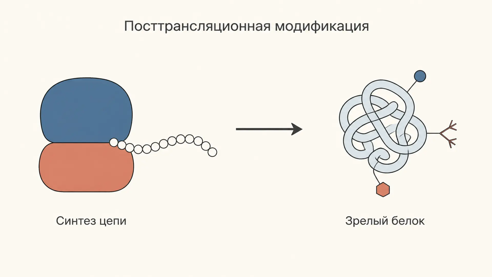Посттрансляционная модификация белка: типы и функции