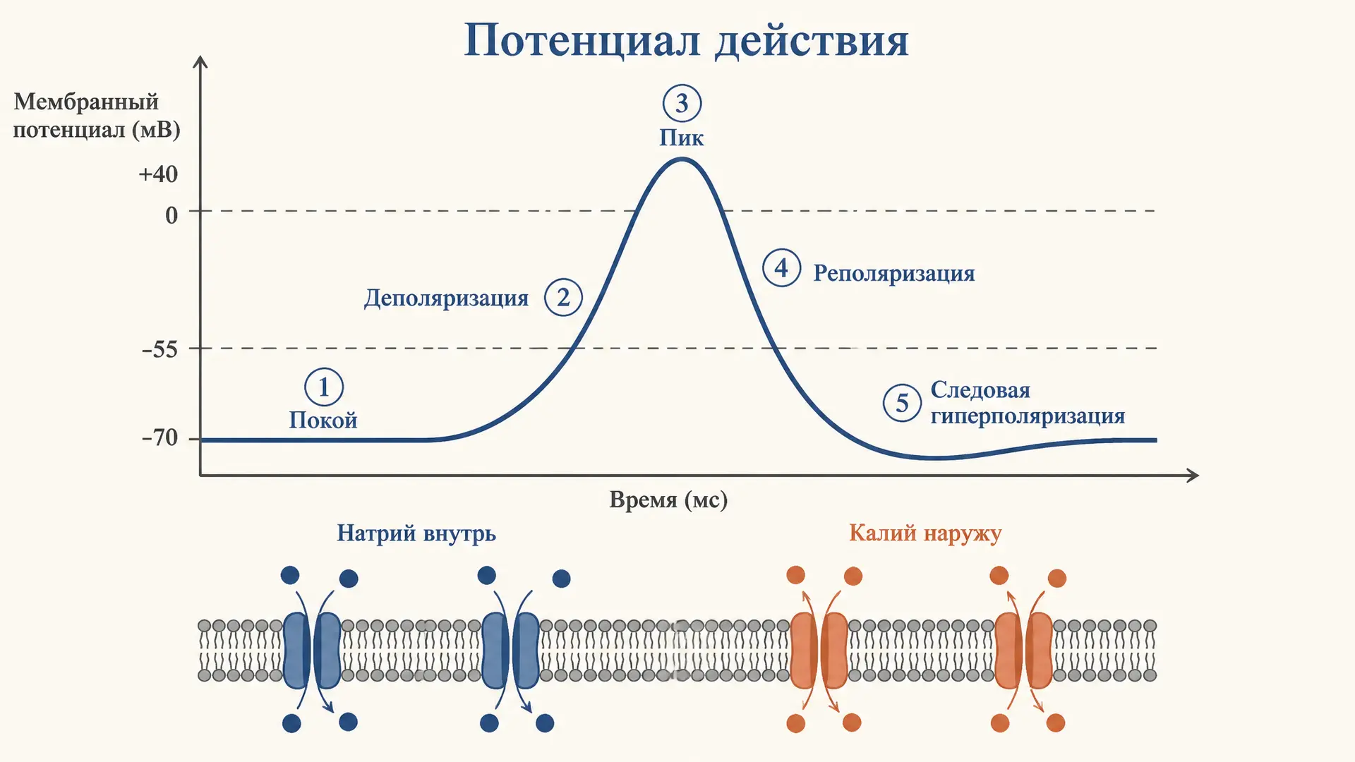 Потенциал действия: фазы и ионные механизмы