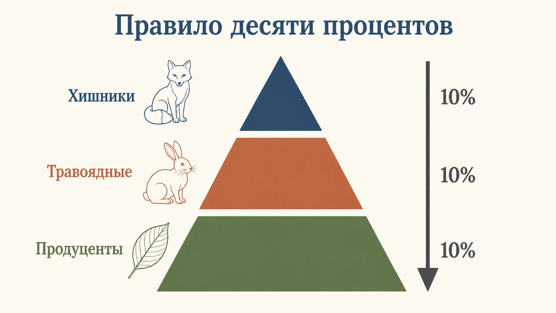Правило десяти процентов Линдемана: поток энергии в цепи