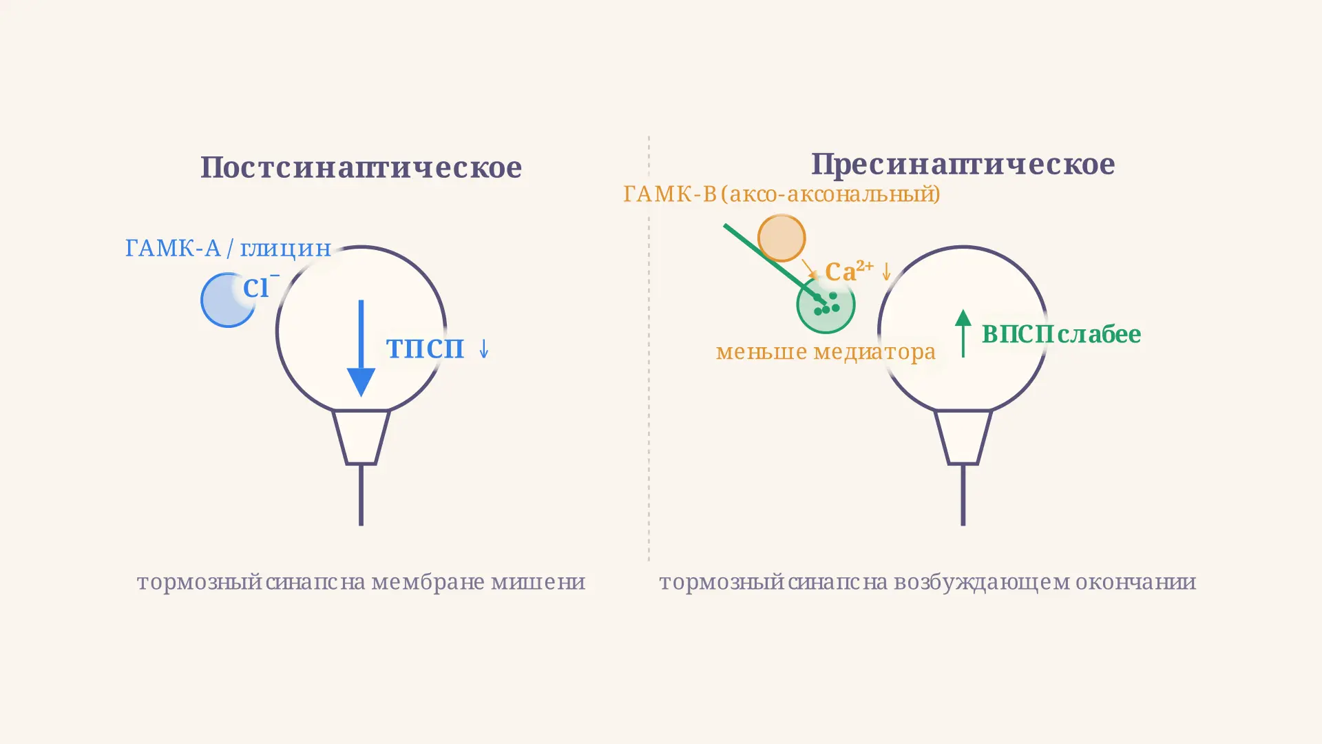 Пресинаптическое и постсинаптическое торможение: разница
