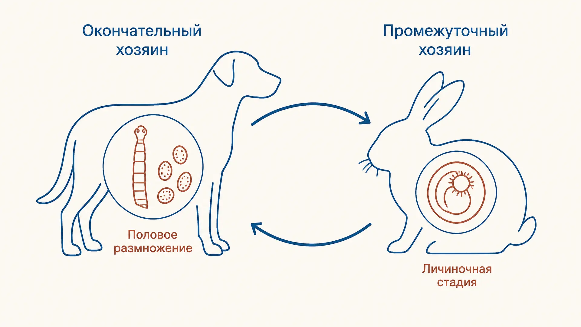 Промежуточный и окончательный хозяин паразита