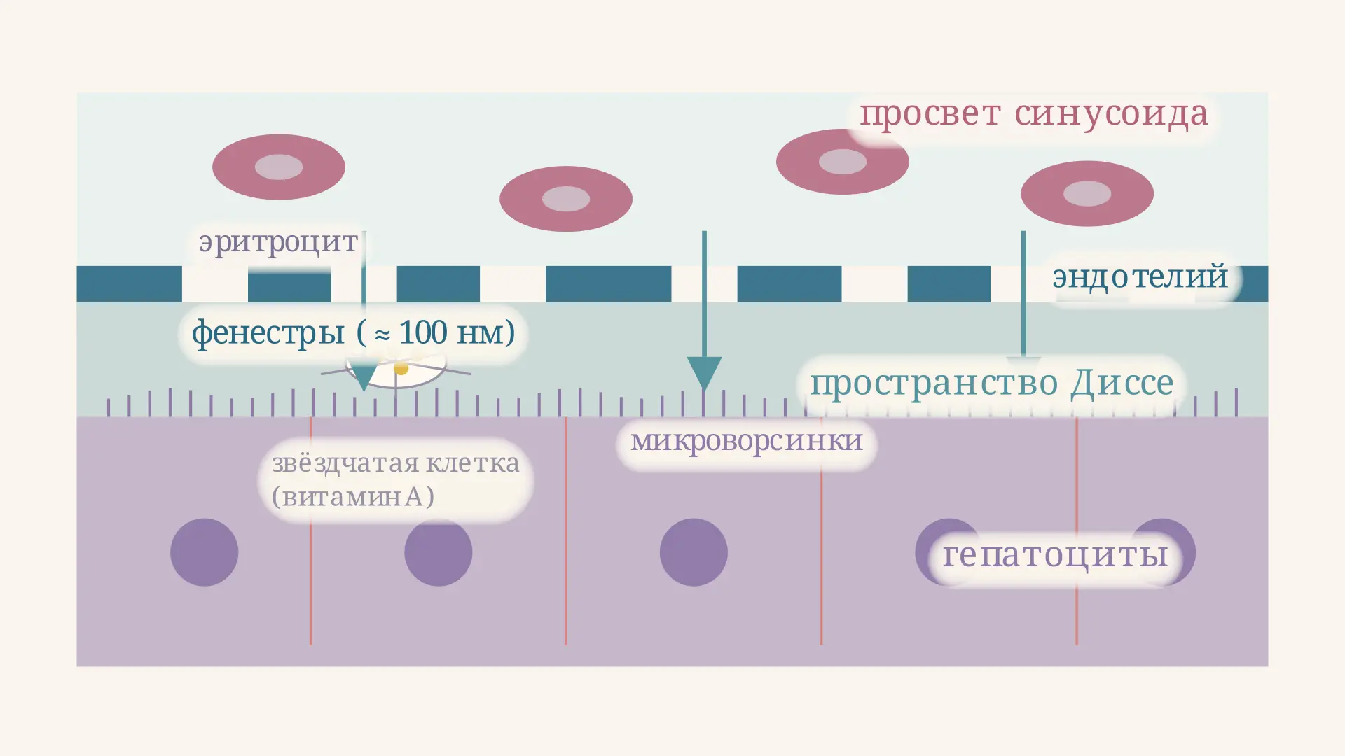 Пространство Диссе: строение, функции и капилляризация