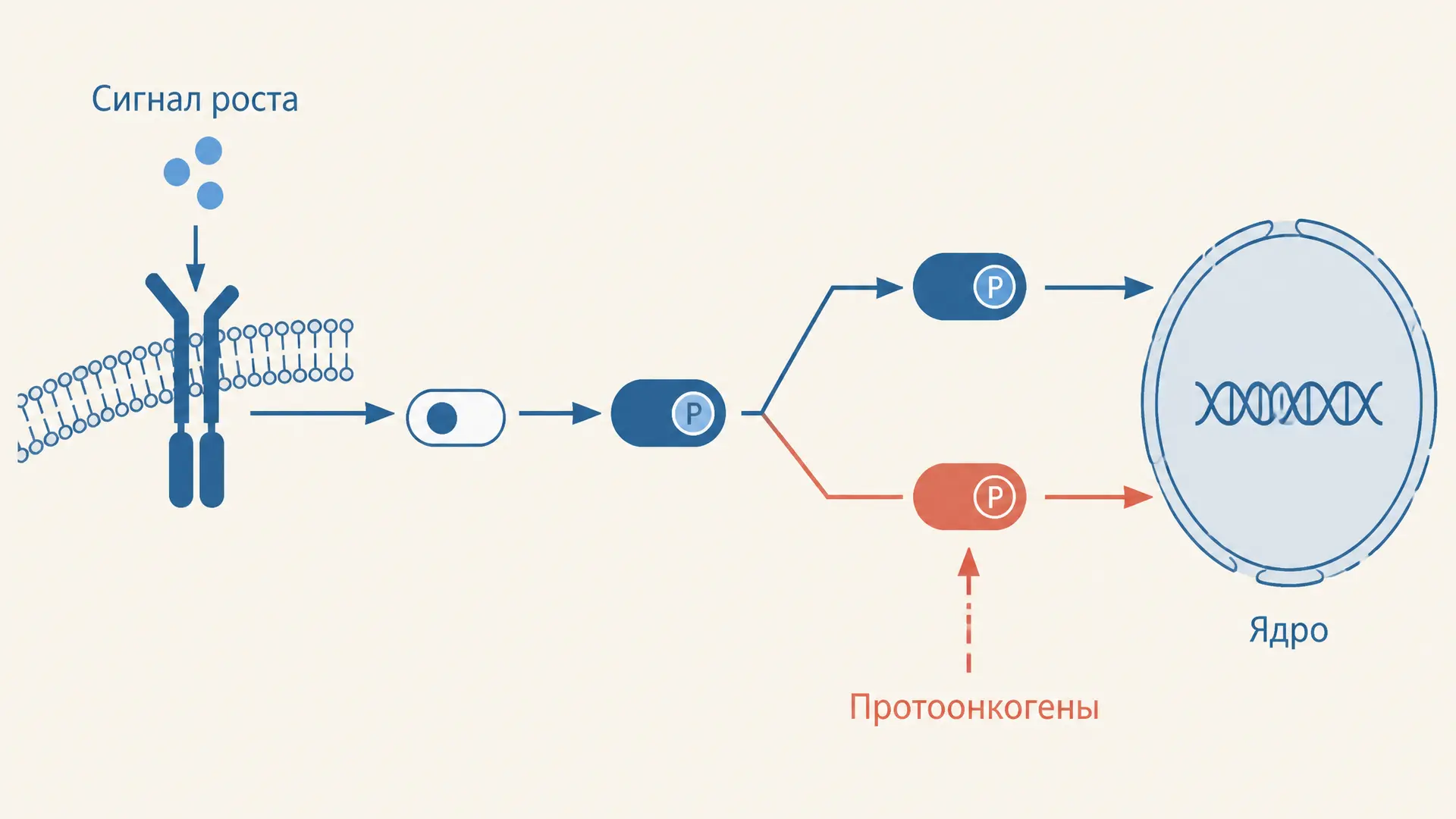 Протоонкогены: как гены роста становятся онкогенами