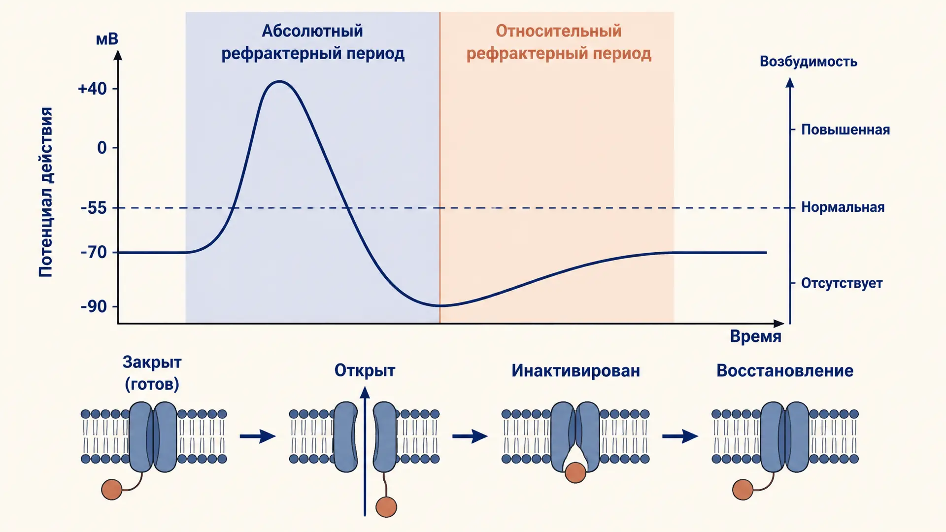 Рефрактерный период: абсолютный и относительный