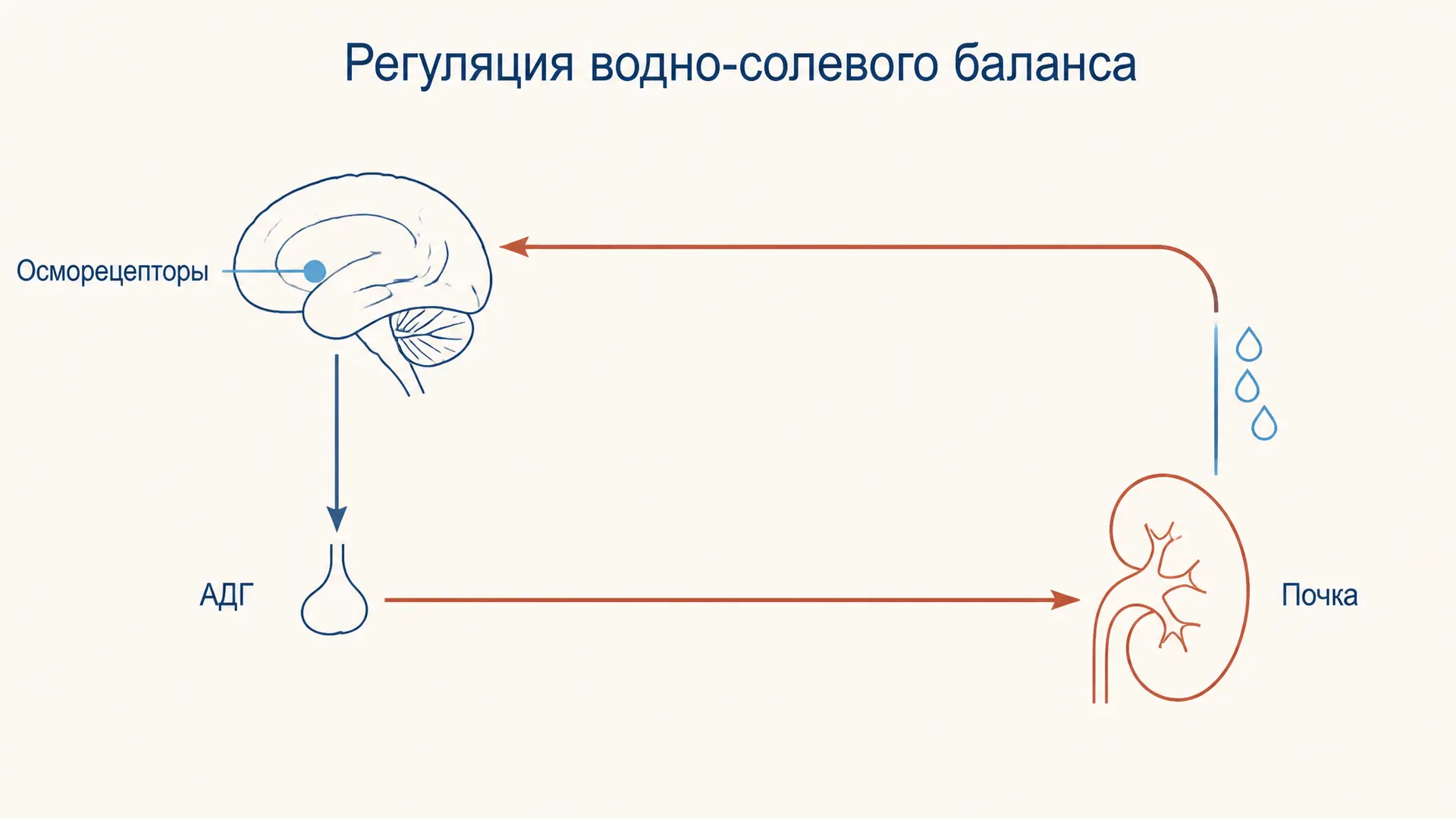 Регуляция водно-солевого баланса: осморегуляция и АДГ
