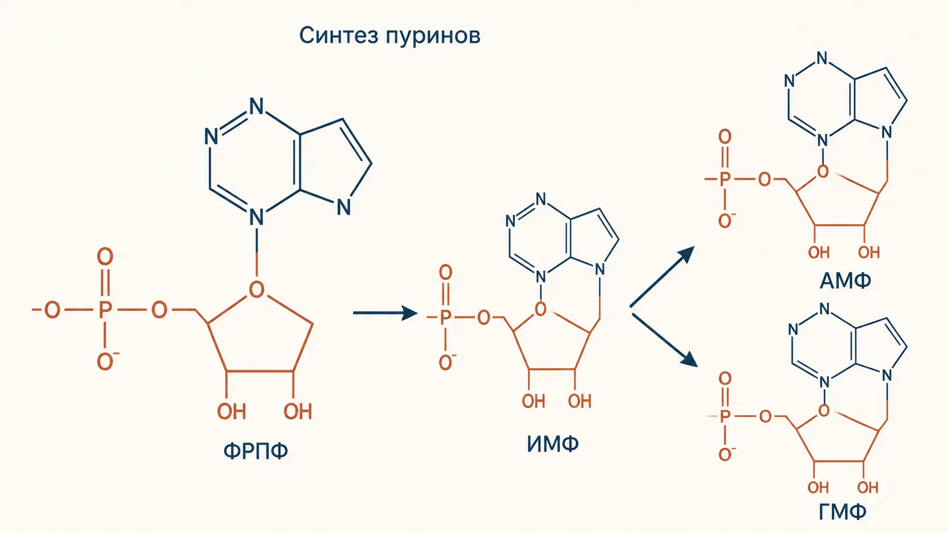 Синтез пуриновых нуклеотидов: путь de novo