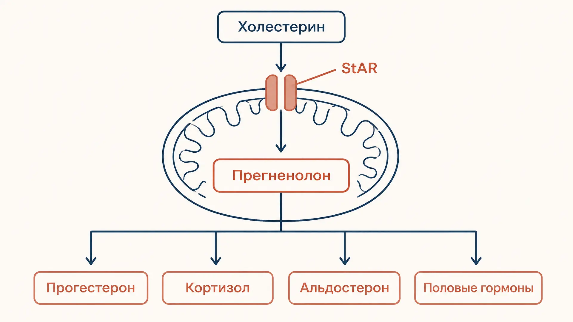 Синтез стероидных гормонов: пути и ферменты