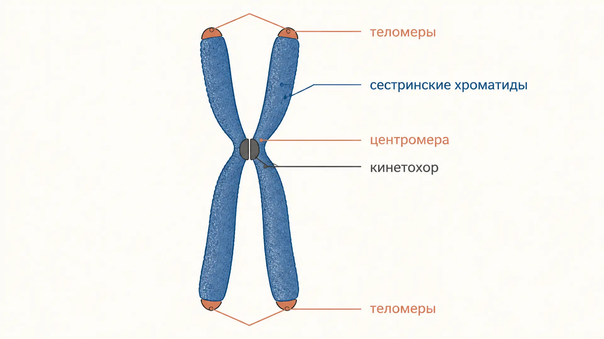 Строение метафазной хромосомы: схема и элементы