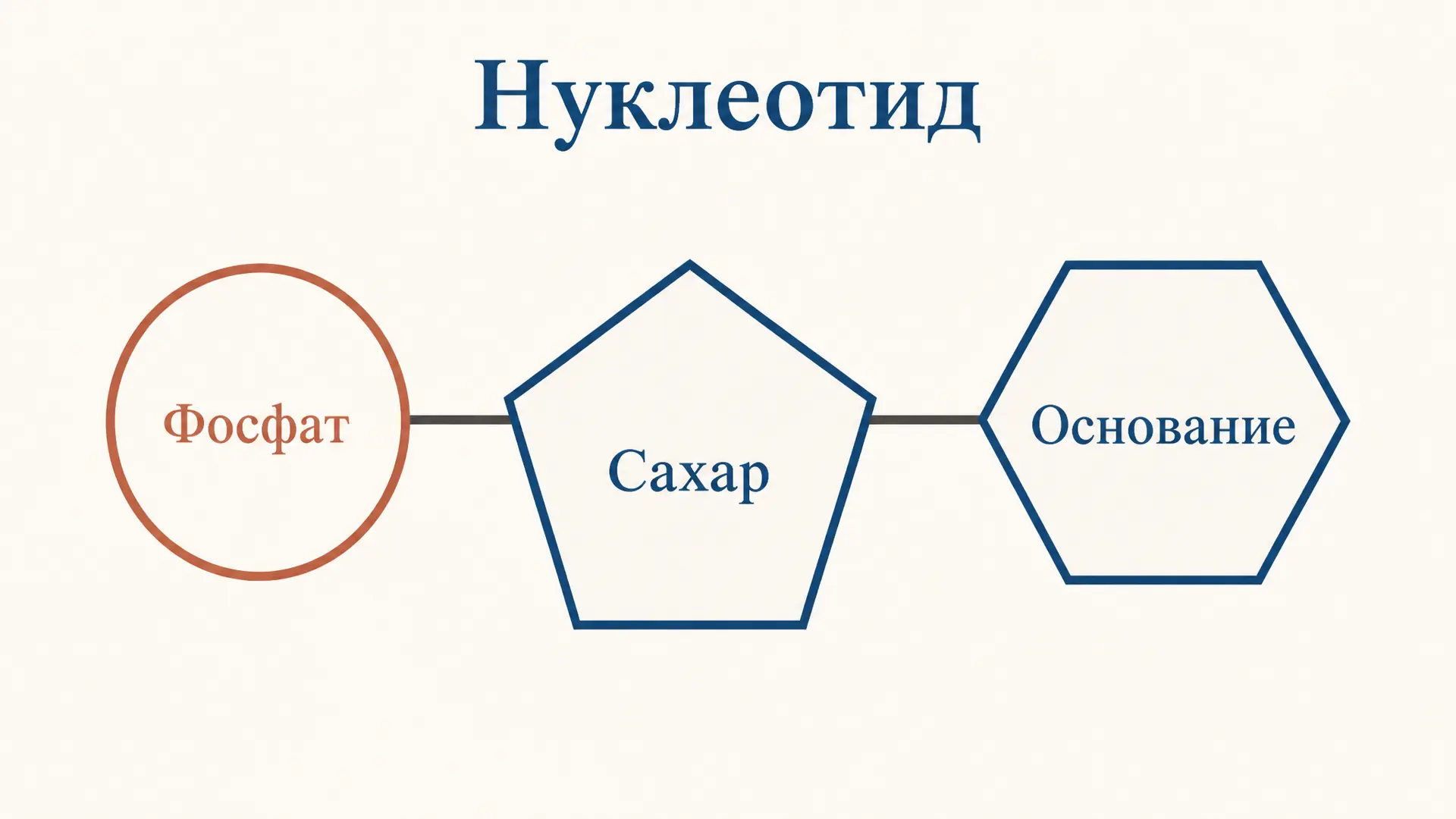 Строение нуклеотида: азотистое основание, сахар, фосфат
