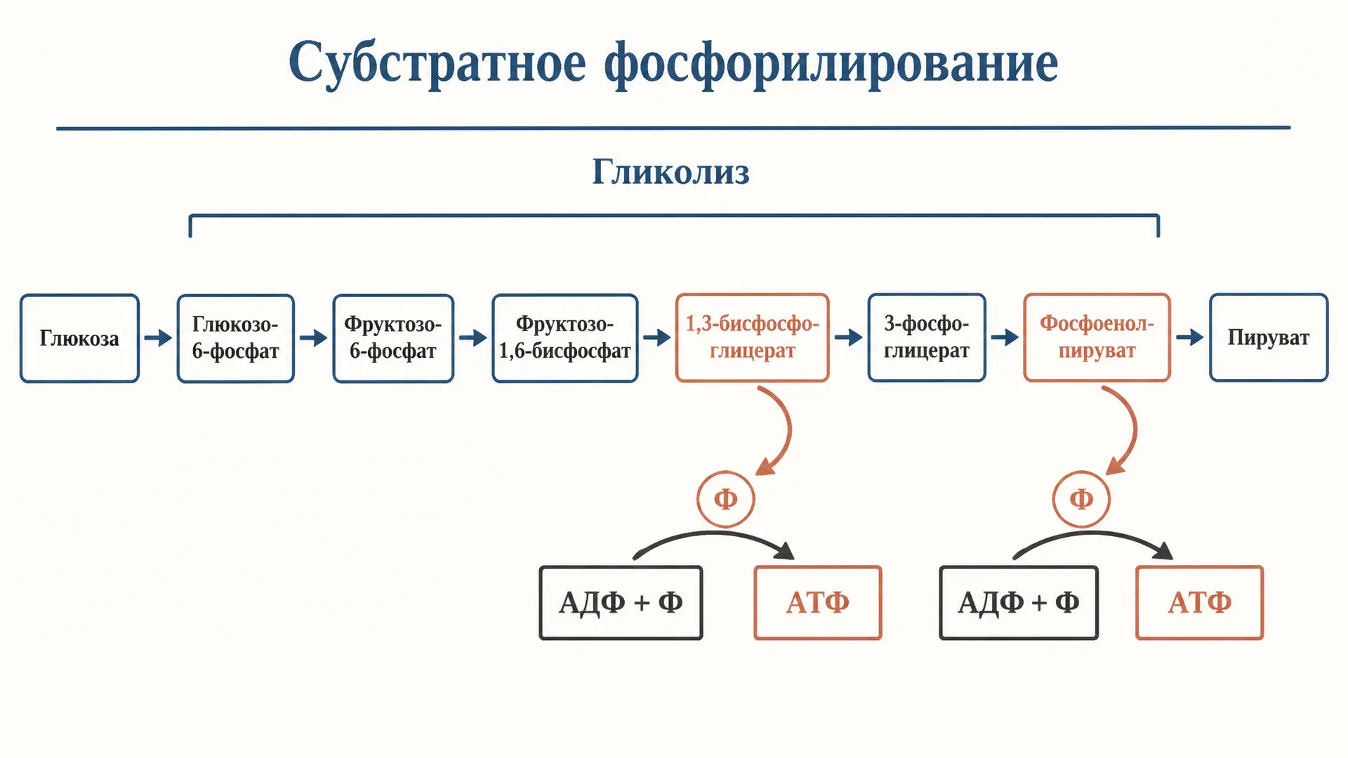 Субстратное фосфорилирование в гликолизе: реакции и АТФ