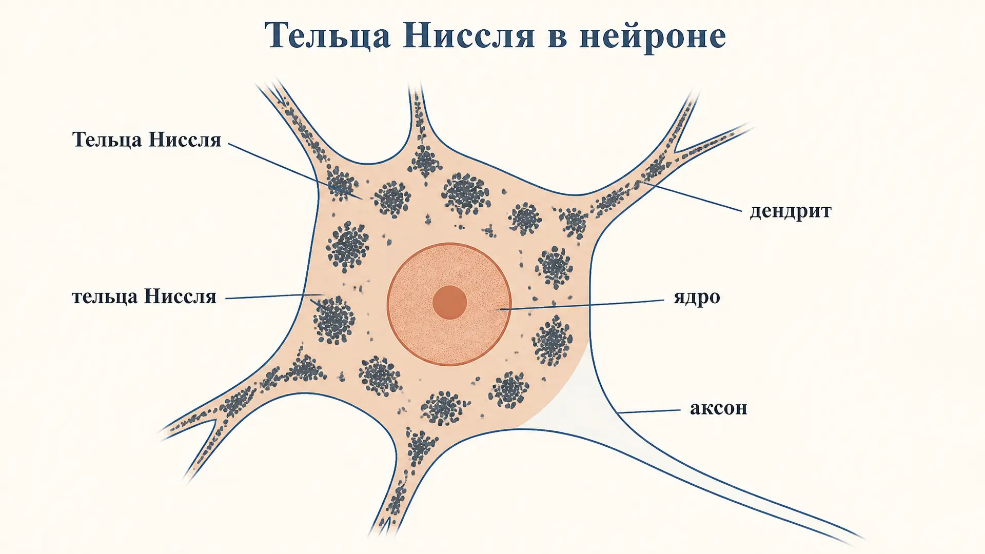 Тельца Ниссля: что это, строение и функции в нейроне
