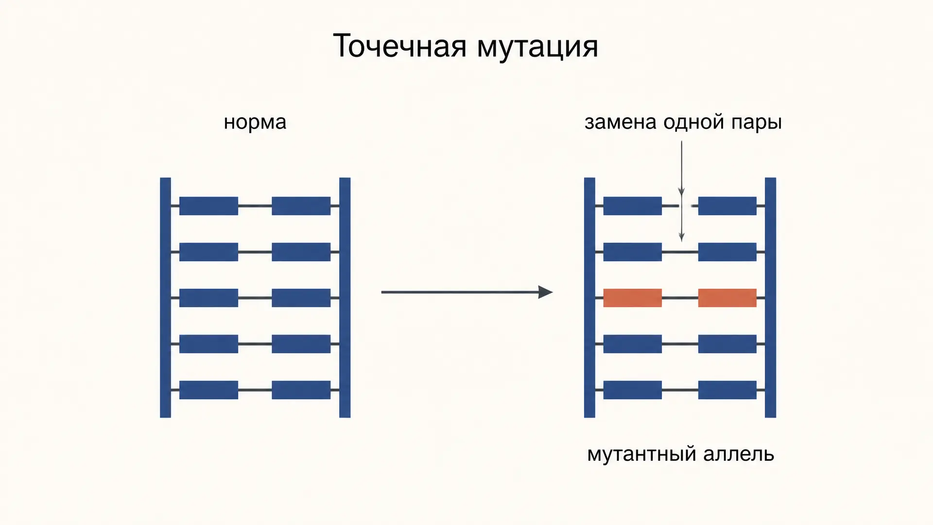 Точечная мутация: типы, причины, последствия