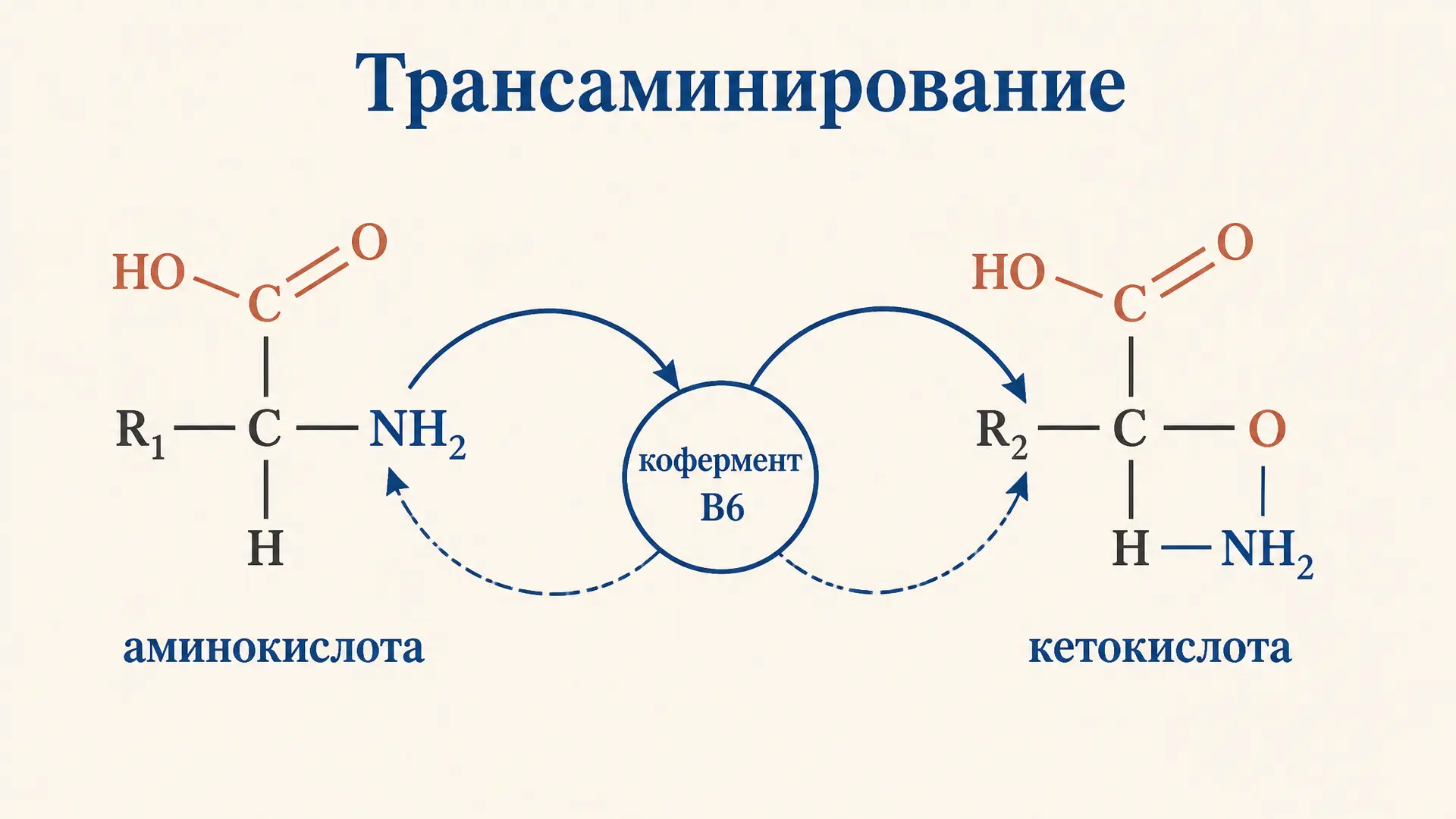 Трансаминирование аминокислот: механизм реакции