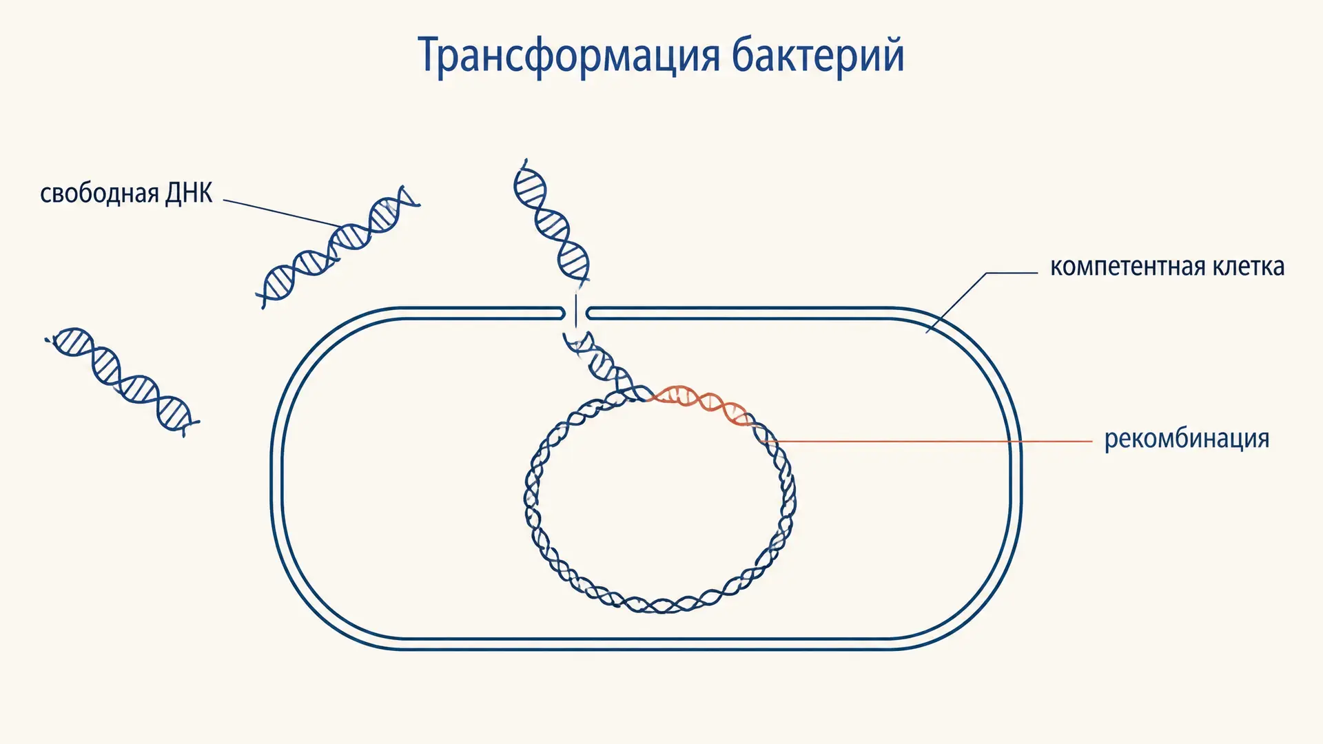 Трансформация бактерий: компетентность и захват ДНК