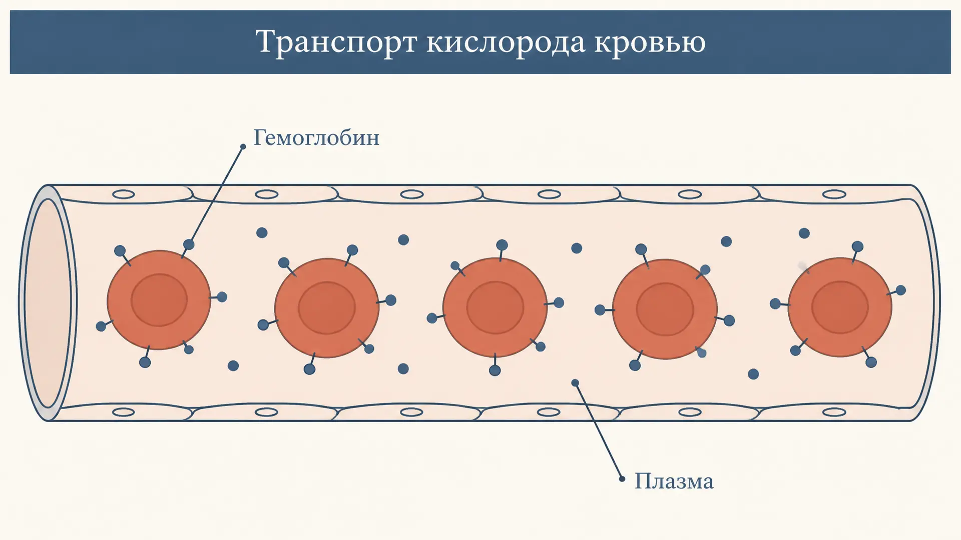 Транспорт кислорода кровью: формы переноса и расчёт