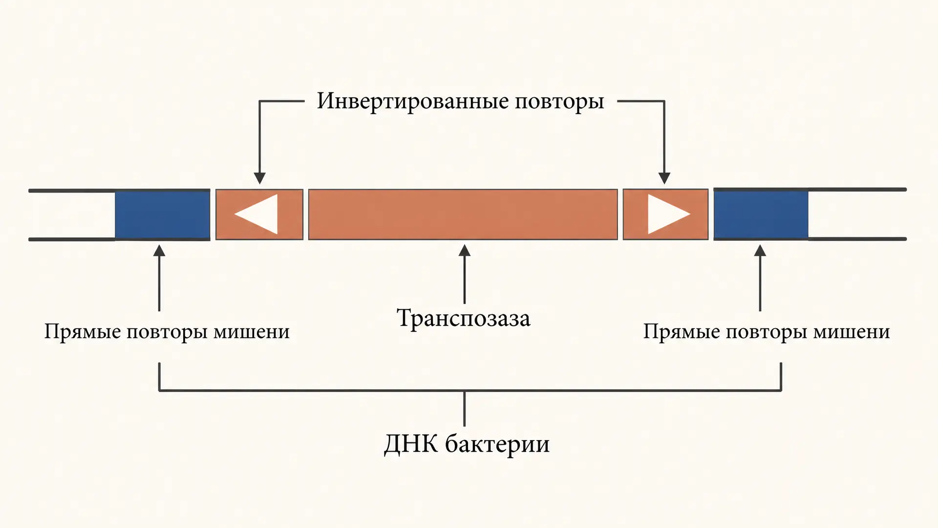 Транспозоны бактерий: IS-элементы и механизм транспозиции