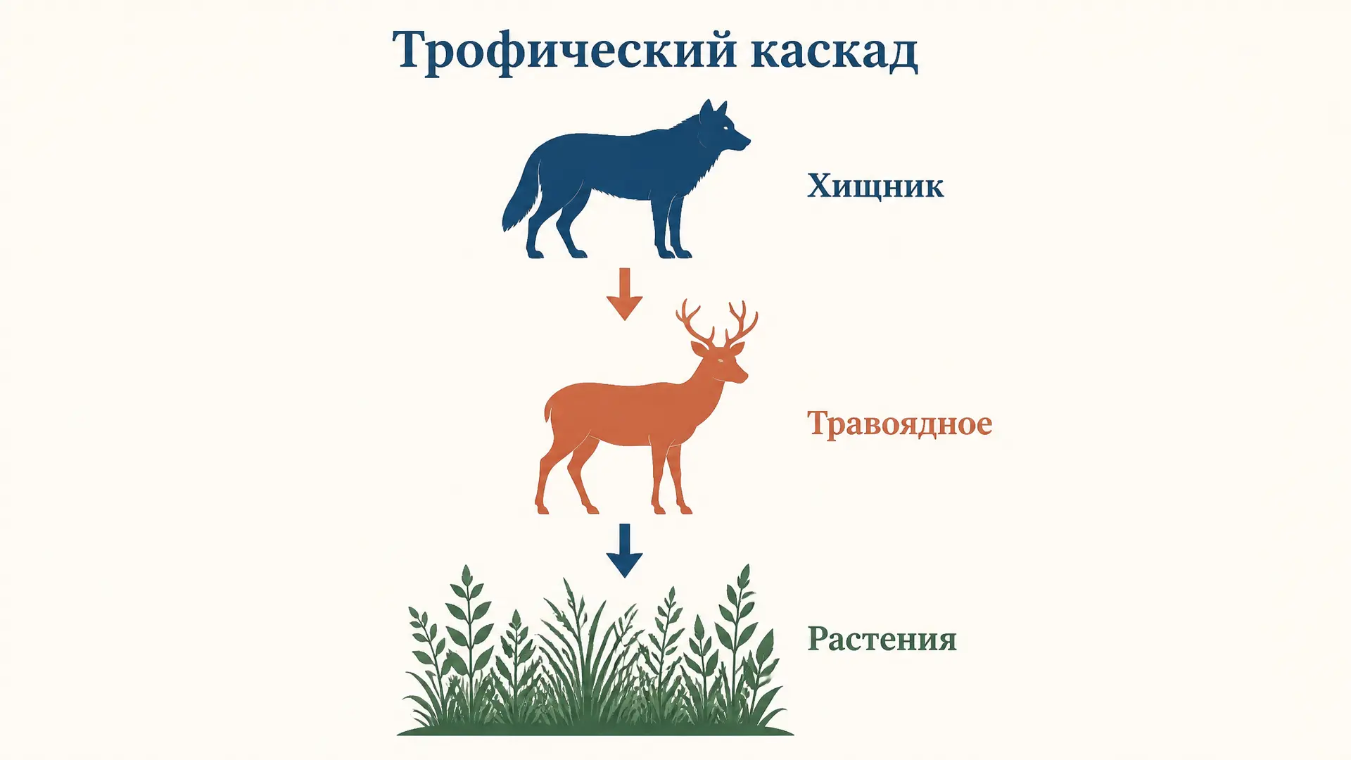 Трофический каскад в экосистеме: как хищник меняет всё