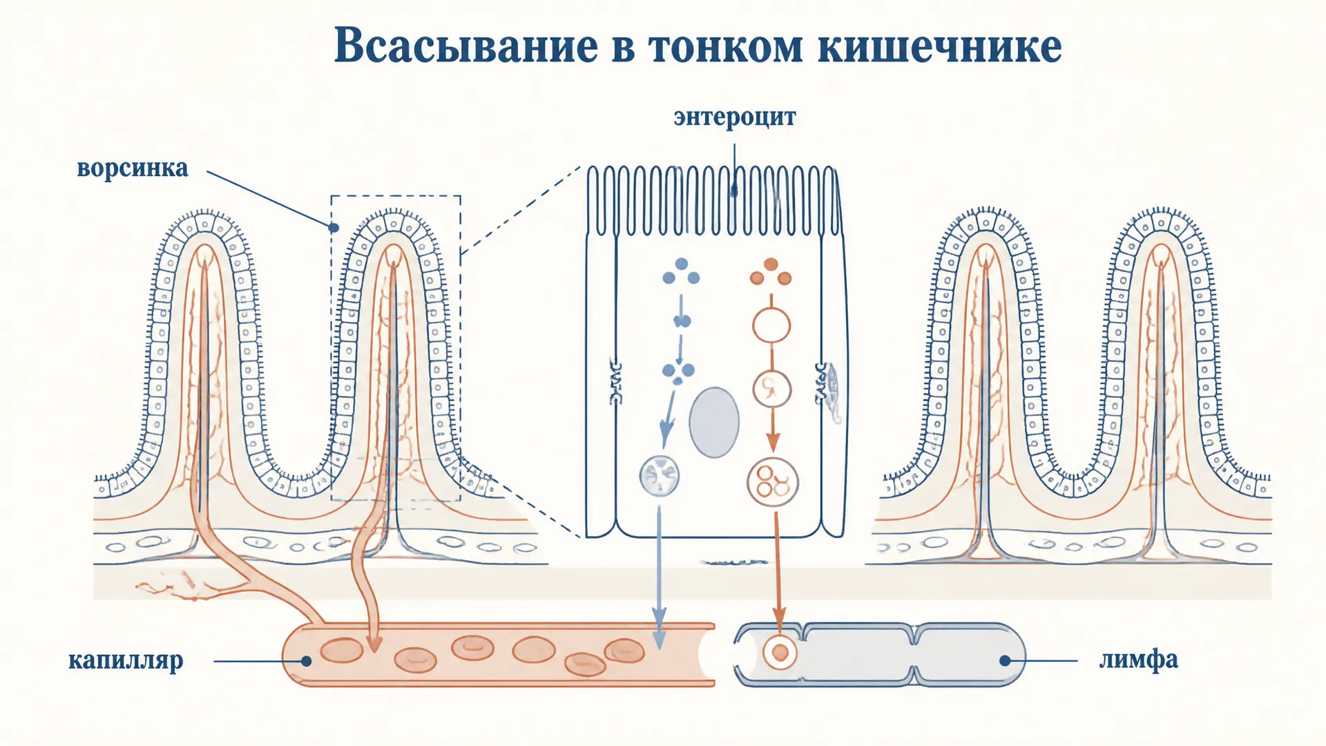 Всасывание в тонком кишечнике: механизмы по группам веществ