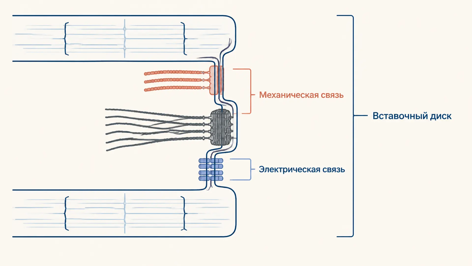 Вставочные диски кардиомиоцитов: строение