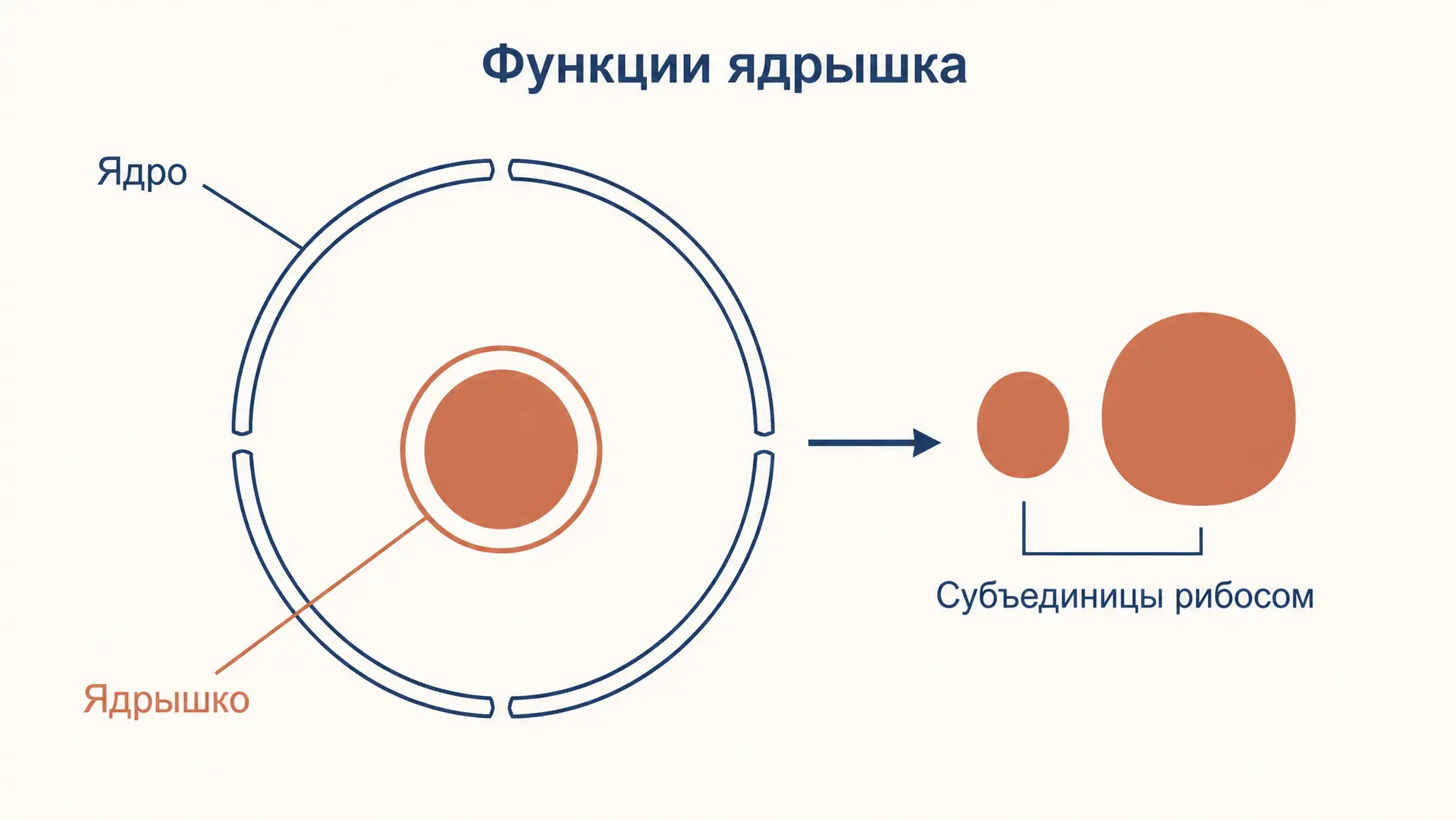 Ядрышко: функции, строение и роль в сборке рибосом