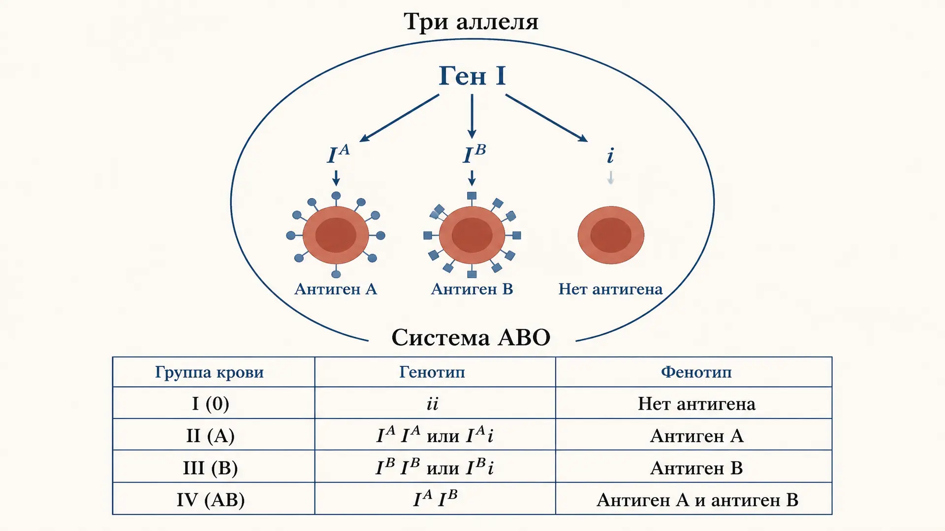 Задачи на множественные аллели: наследование групп крови