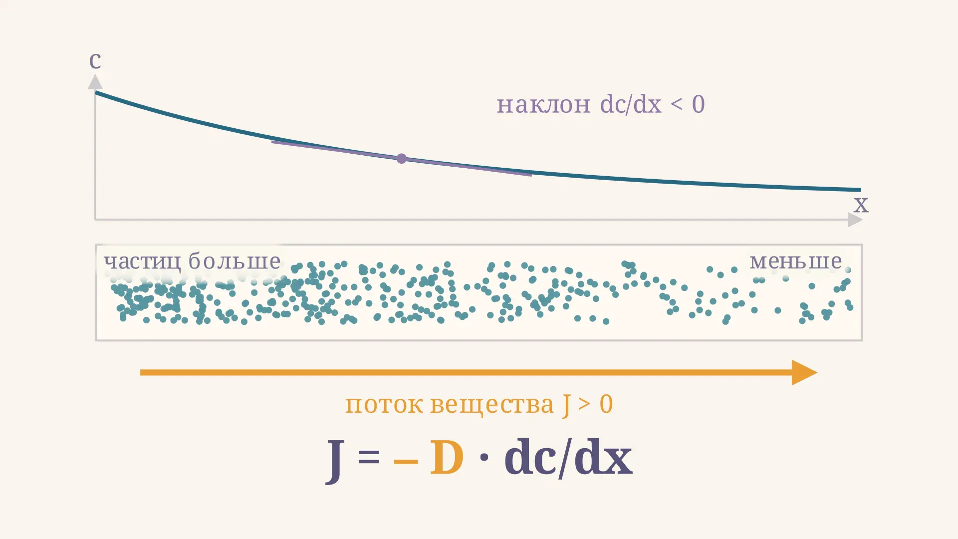 Законы Фика: первый и второй закон диффузии