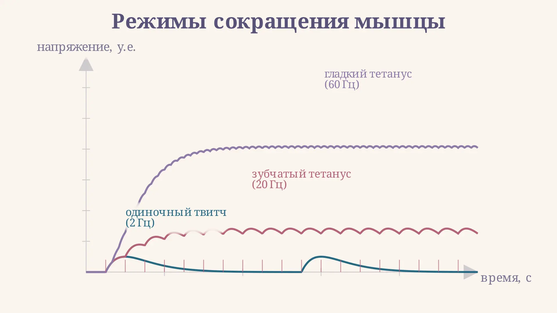Зубчатый тетанус мышцы: суммация и механизм