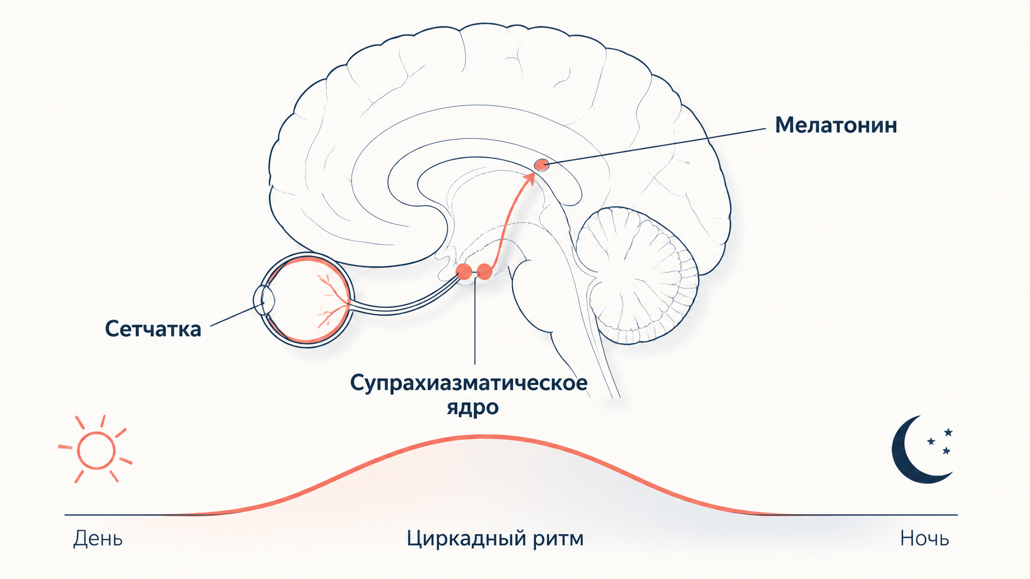 Схема пути света: от сетчатки сигнал идёт в супрахиазматическое ядро гипоталамуса, оттуда - к эпифизу, который выделяет мелатонин; внизу суточная волна циркадного ритма от дня к ночи.