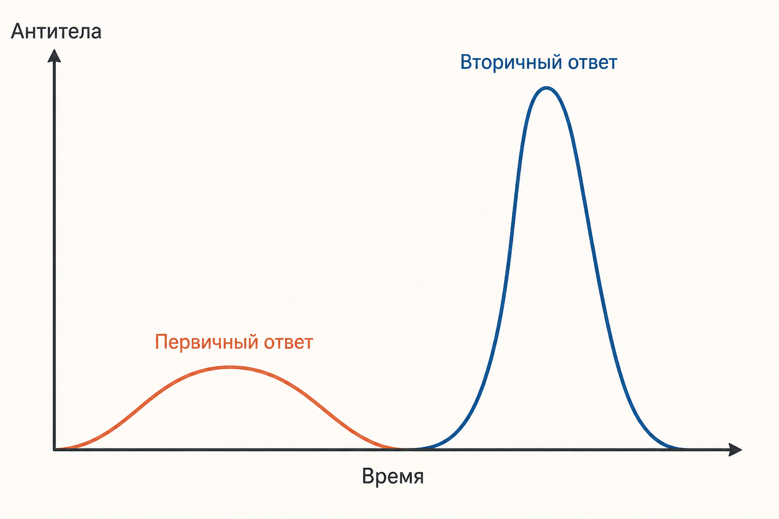 Схема первичного и вторичного иммунного ответа с ростом уровня антител