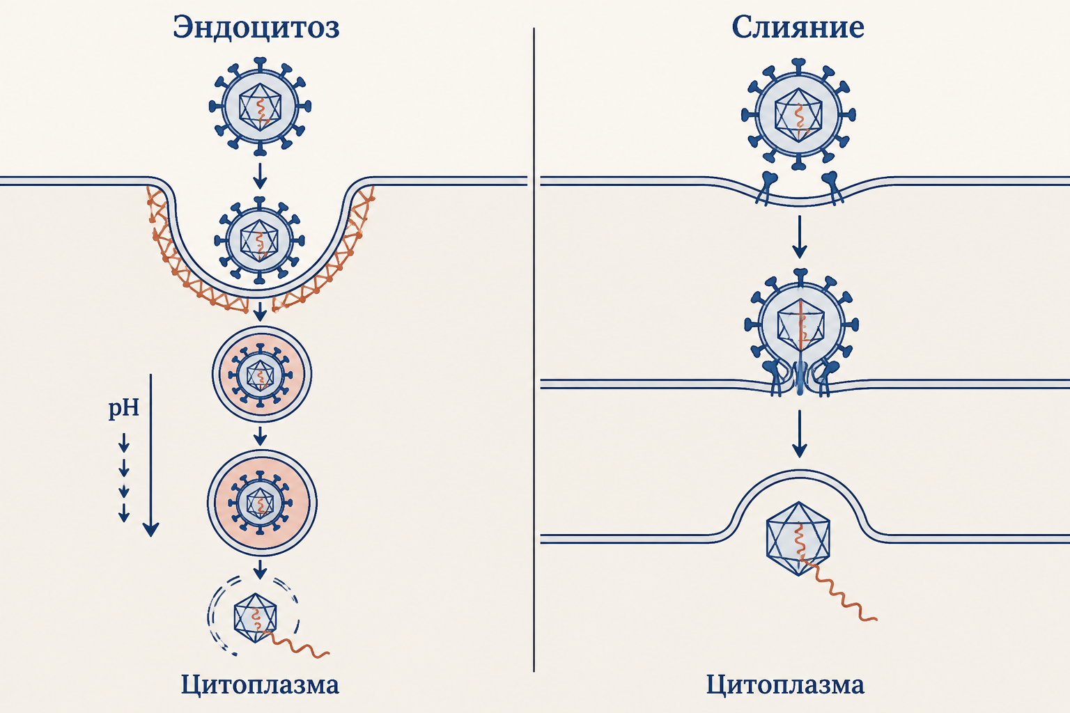 Механизмы проникновения вируса: эндоцитоз и прямое слияние мембран