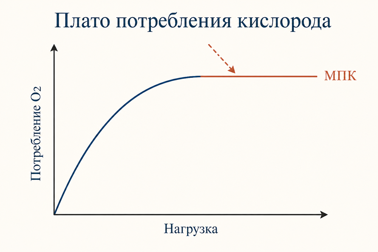 Схема цепи транспорта кислорода: лёгкие, сердце, кровь и мышцы как последовательные звенья, ограничивающие аэробную ёмкость