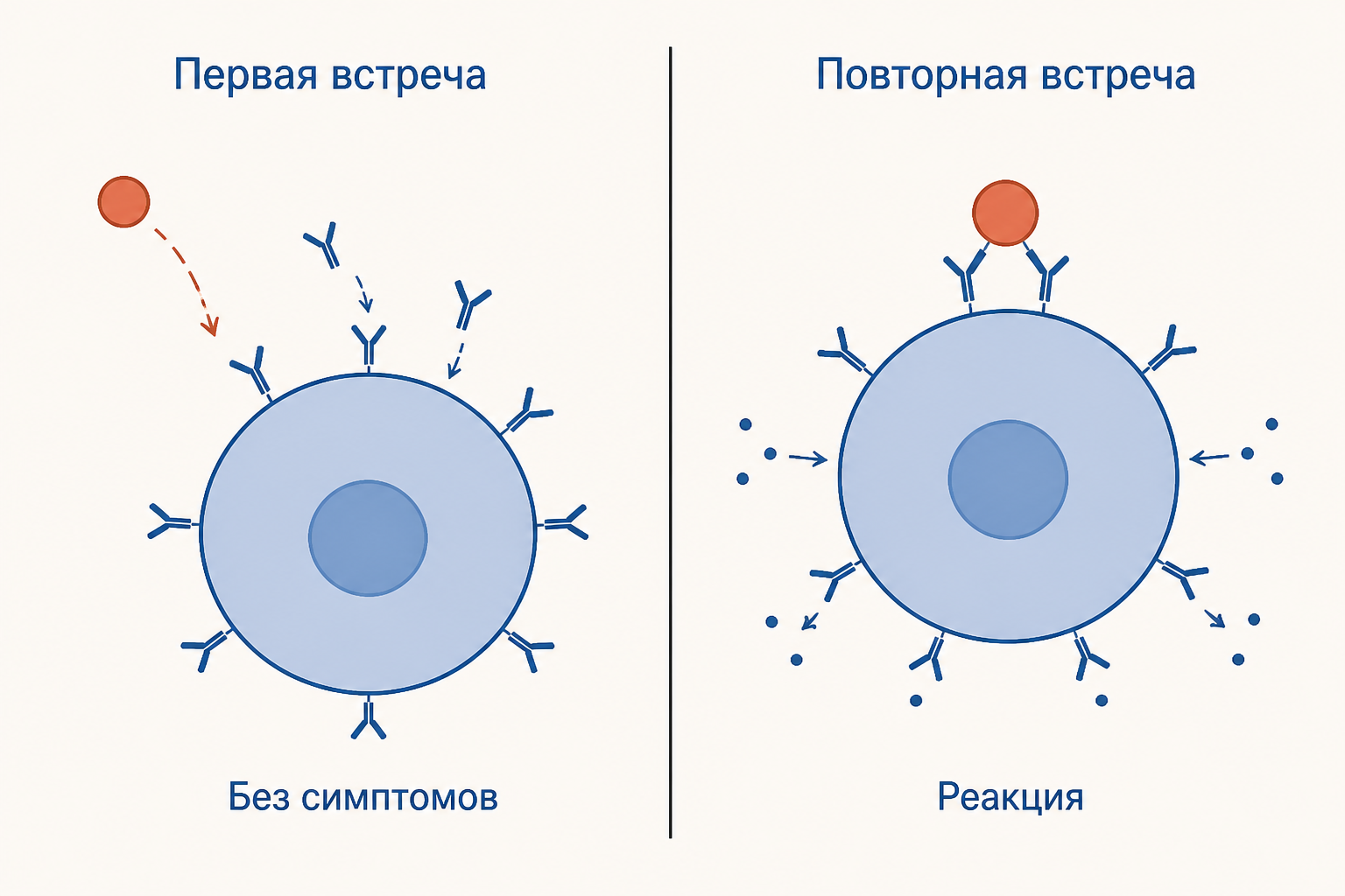 Две встречи с аллергеном: первая проходит без симптомов и заканчивается посадкой антител IgE на тучную клетку, повторная сразу даёт реакцию