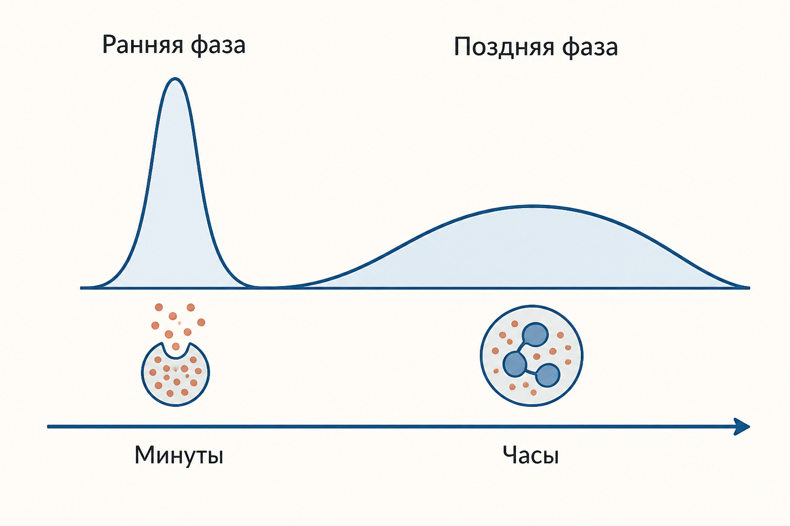 Две волны аллергической реакции: ранняя фаза за минуты на медиаторах гранул и поздняя фаза через часы на пришедших эозинофилах