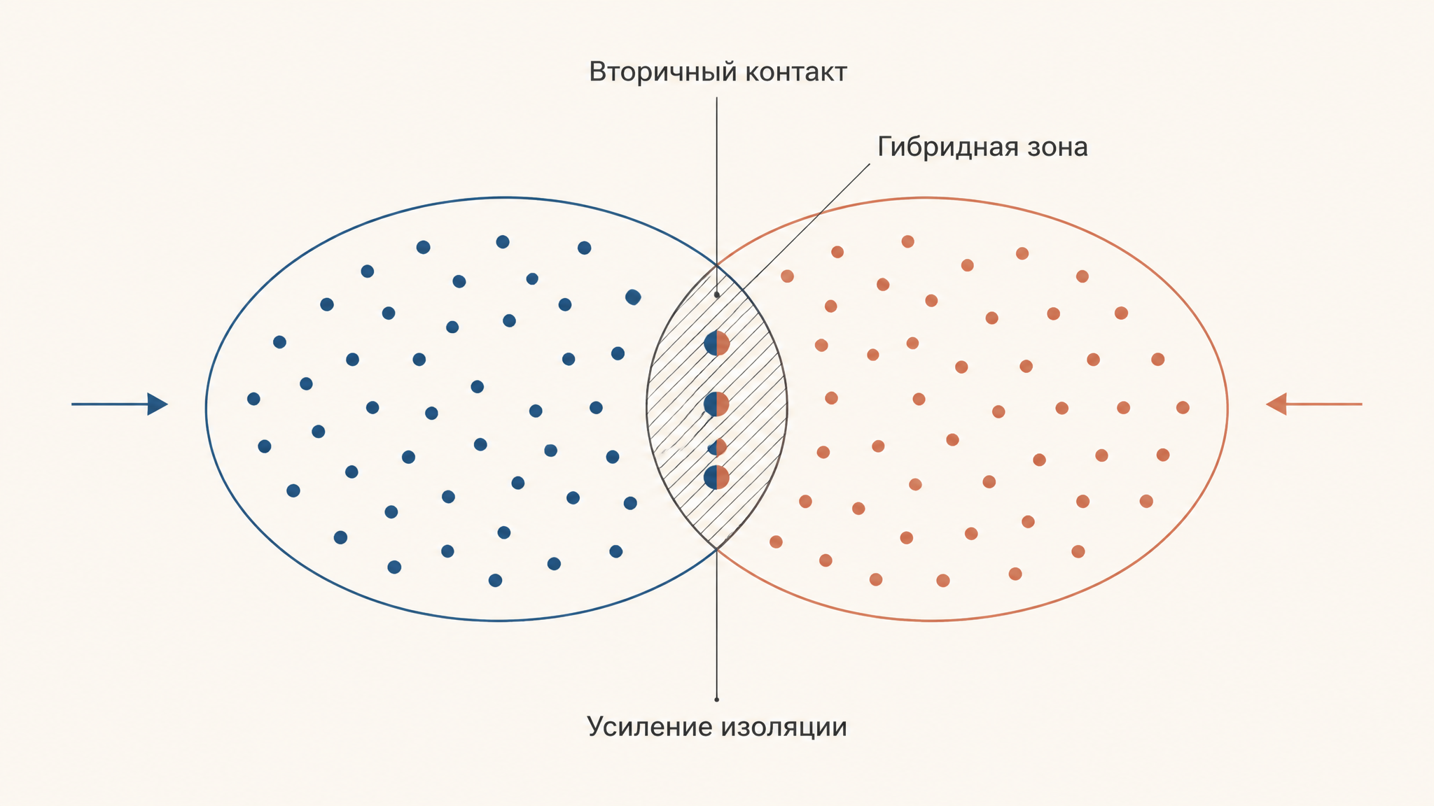 Схема вторичного контакта двух ареалов с узкой гибридной зоной между ними и усилением изоляции