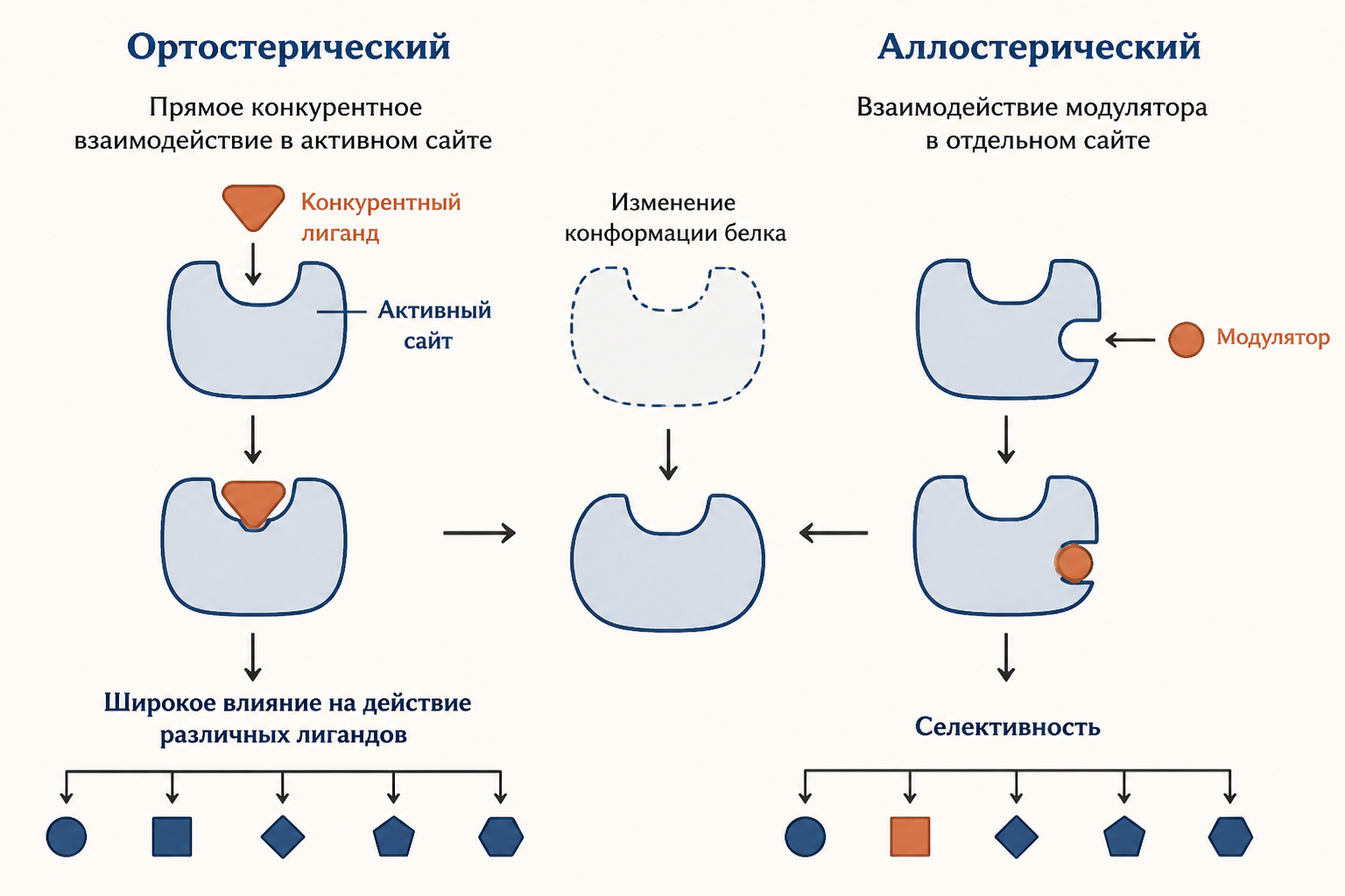 Сравнение ортостерической и аллостерической фармакологии