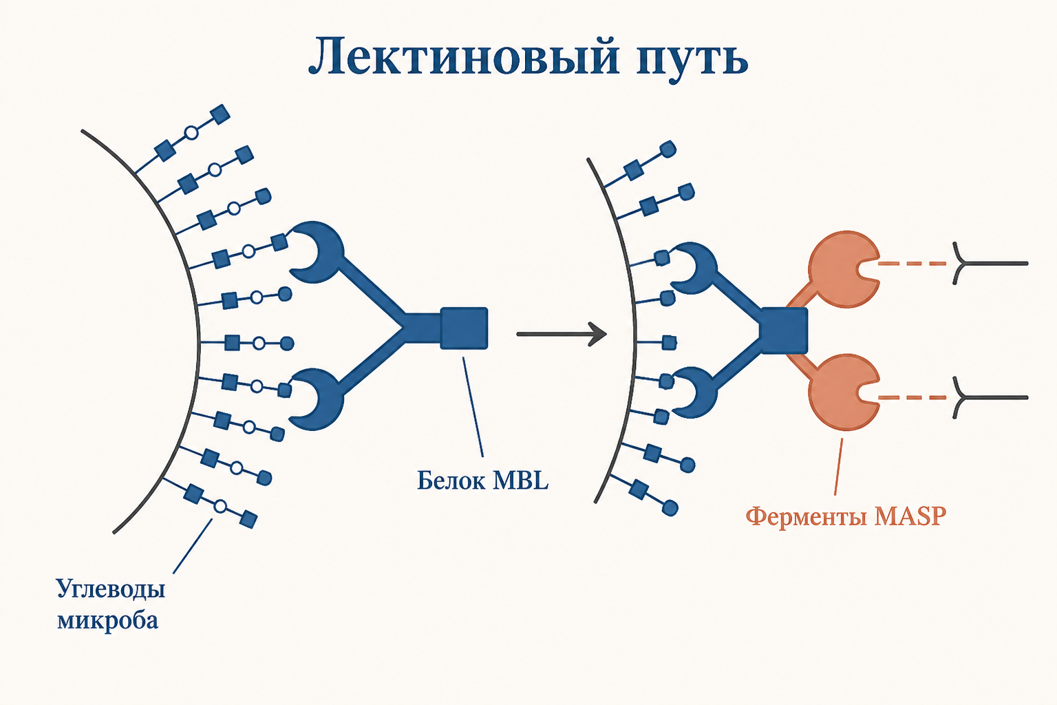 Схема: три пути активации комплемента (классический, лектиновый, альтернативный) сходятся на образовании C3-конвертазы