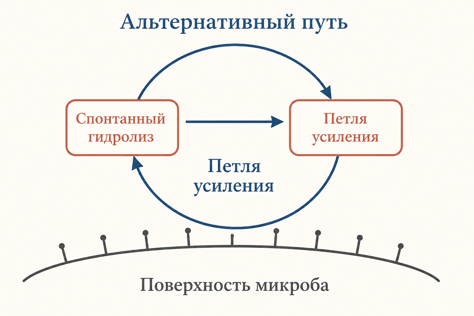 Схема: альтернативный путь как самоусиливающаяся петля спонтанного гидролиза C3 на поверхности микроба