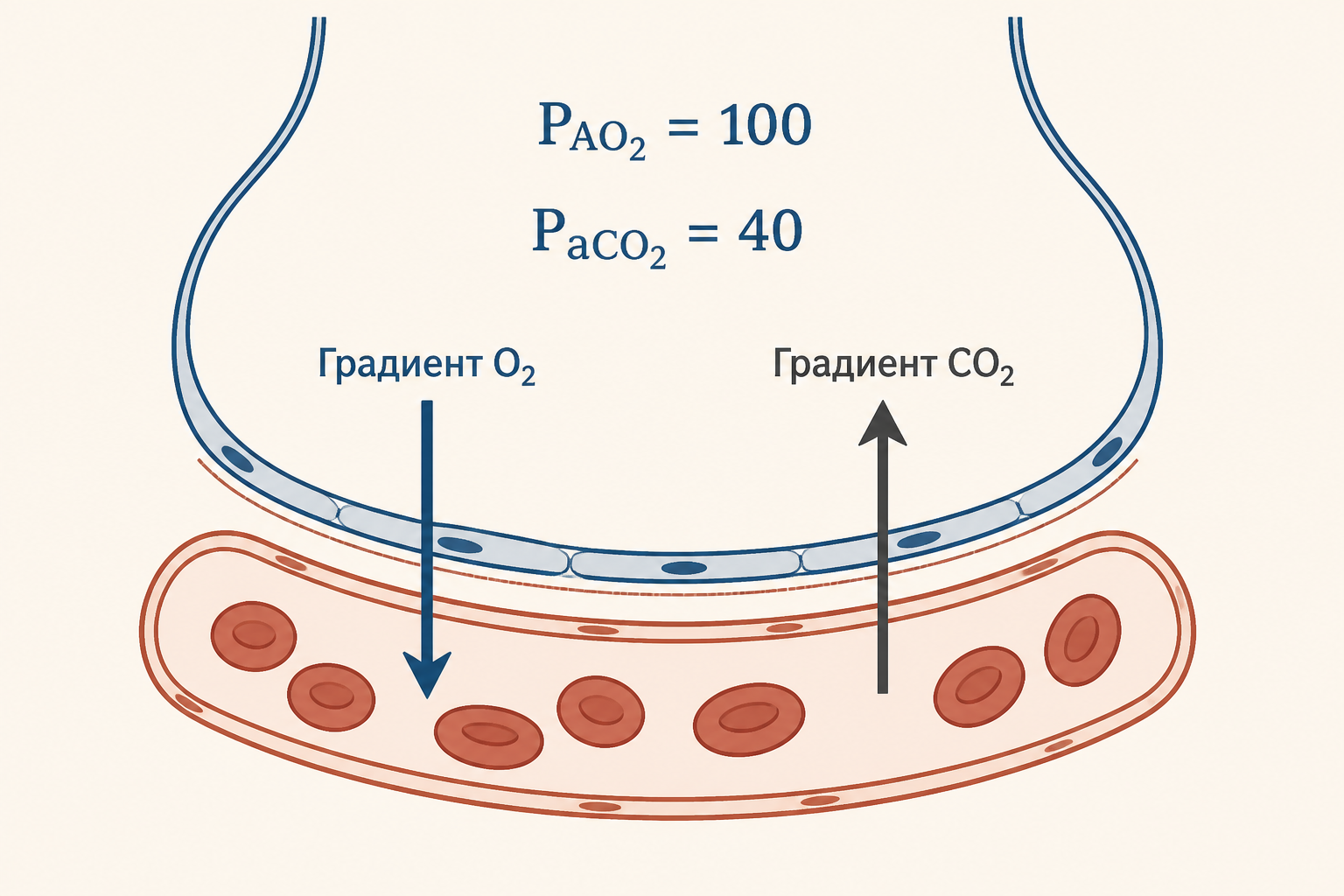 Схема газообмена в альвеоле: O2 переходит из альвеолы в капилляр, CO2 - из капилляра в альвеолу, равновесие задаётся парциальными давлениями