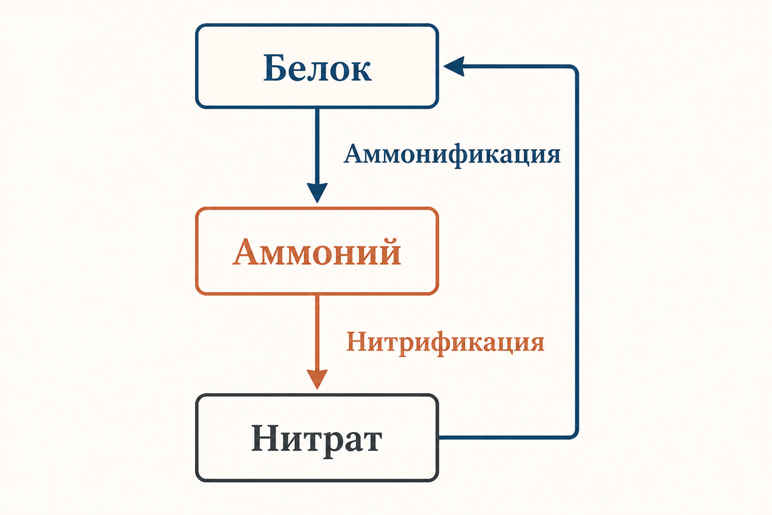 Влияние условий почвы на скорость аммонификации: температура, влажность и аэрация регулируют активность микроорганизмов, выделяющих аммоний