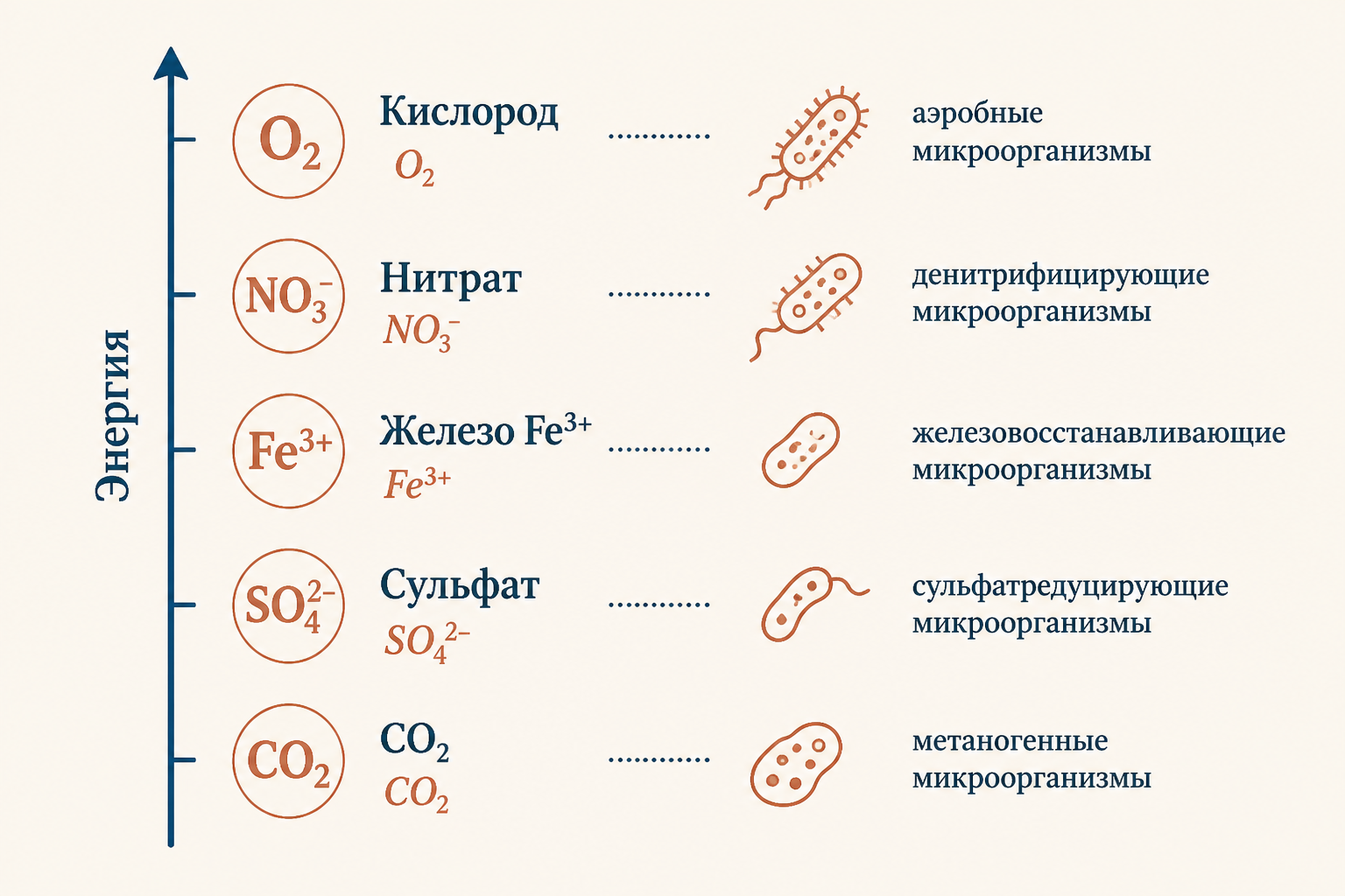 Типы анаэробного дыхания бактерий - обзорная схема акцепторов и продуктов